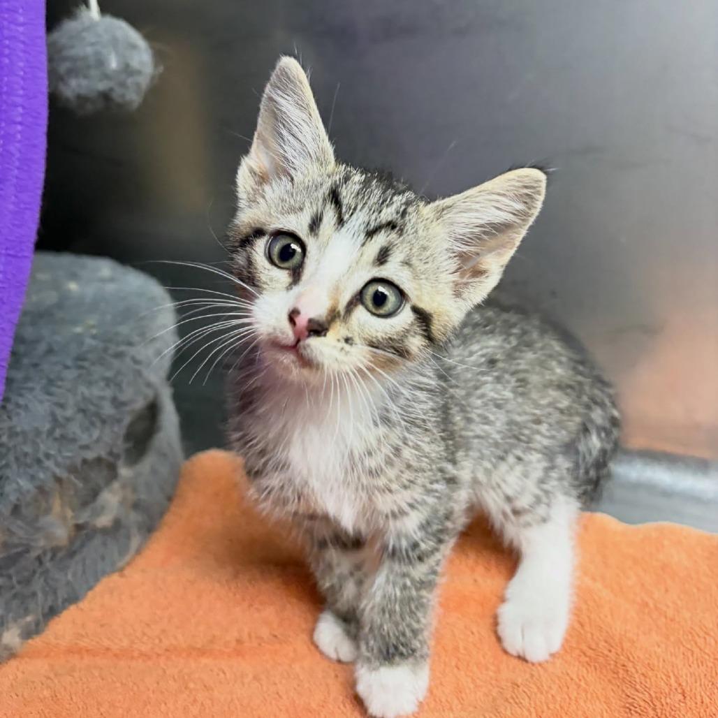 Enlarge Frito, a Adoptable Domestic Short Hair in Lexington, KY image 2/4