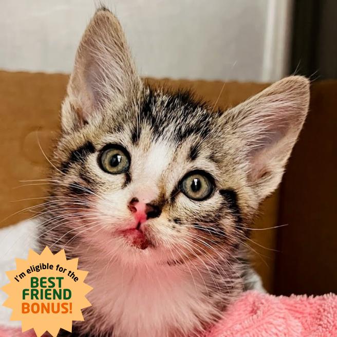 Enlarge Frito, a Adoptable Domestic Short Hair in Lexington, KY image 1/4