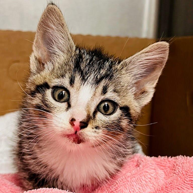 Enlarge Frito, a Adoptable Domestic Short Hair in Lexington, KY image 3/4