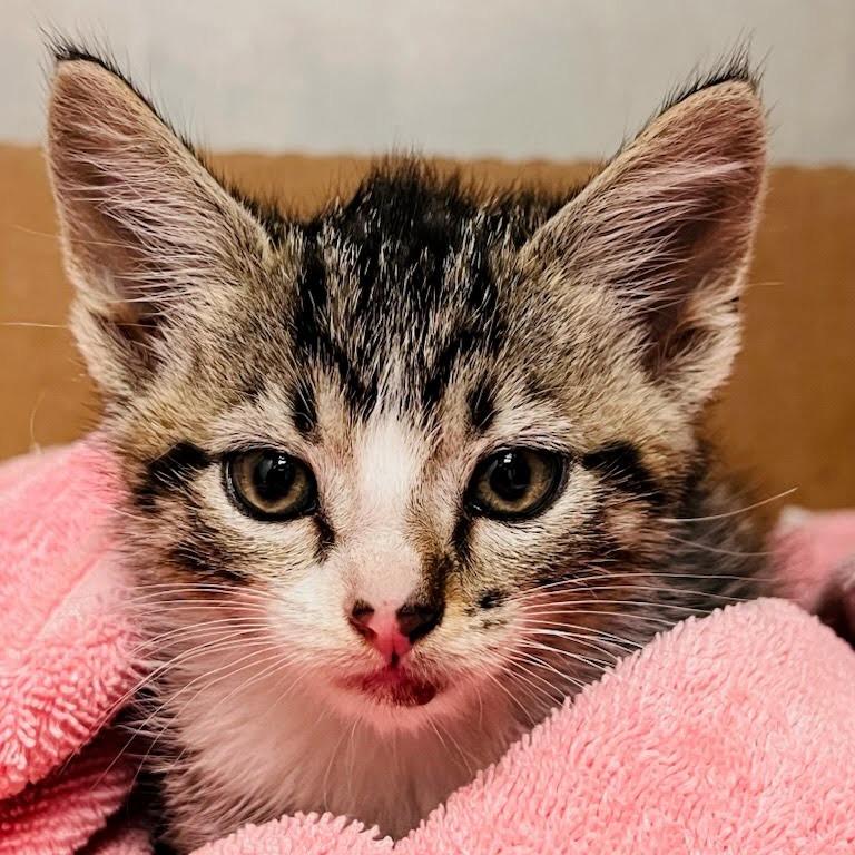 Enlarge Frito, a Adoptable Domestic Short Hair in Lexington, KY image 4/4