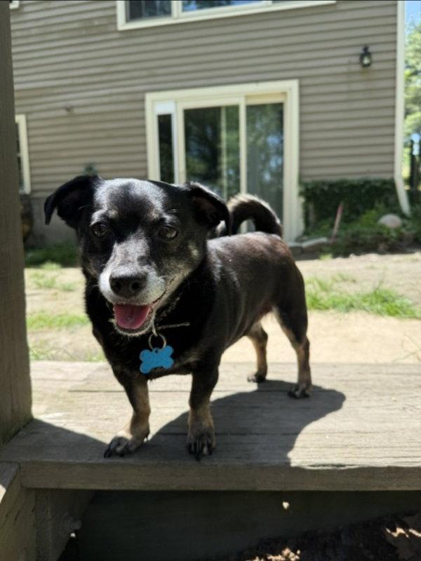 Enlarge Bogey, a Adoptable mixed breed in East Derry, NH image 1/1