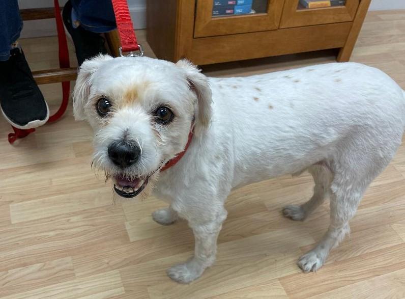 Bruno, an adoptable Cavachon in Englishtown, NJ, 07726 | Photo Image 1