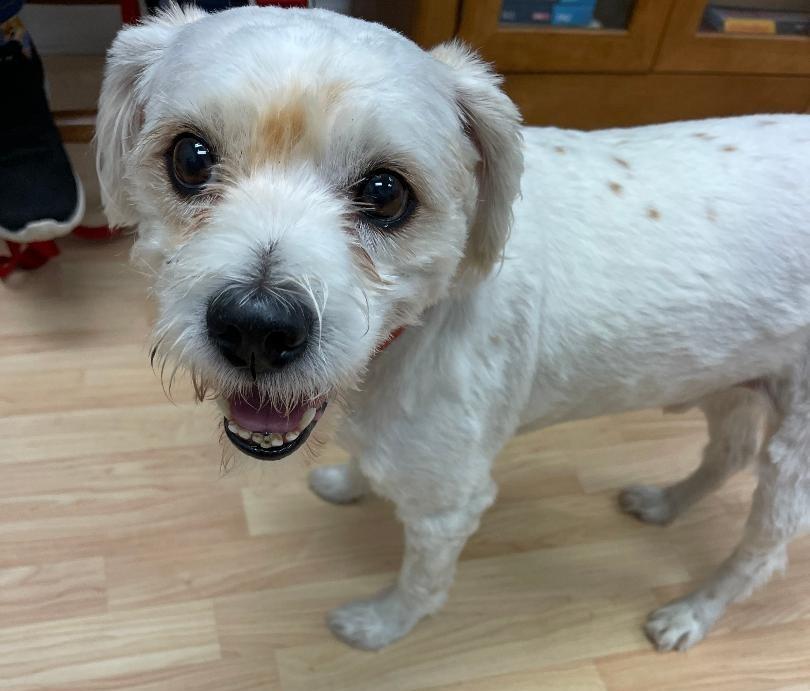 Bruno, an adoptable Cavachon in Englishtown, NJ, 07726 | Photo Image 2