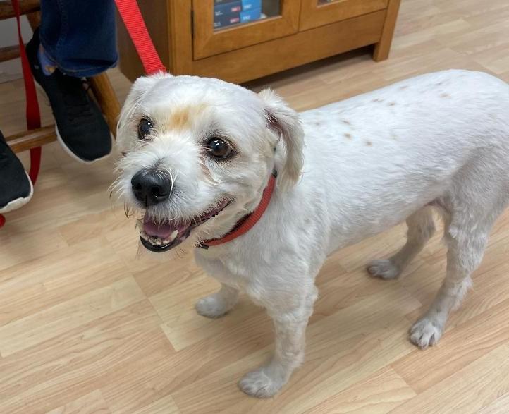 Bruno, an adoptable Cavachon in Englishtown, NJ, 07726 | Photo Image 4