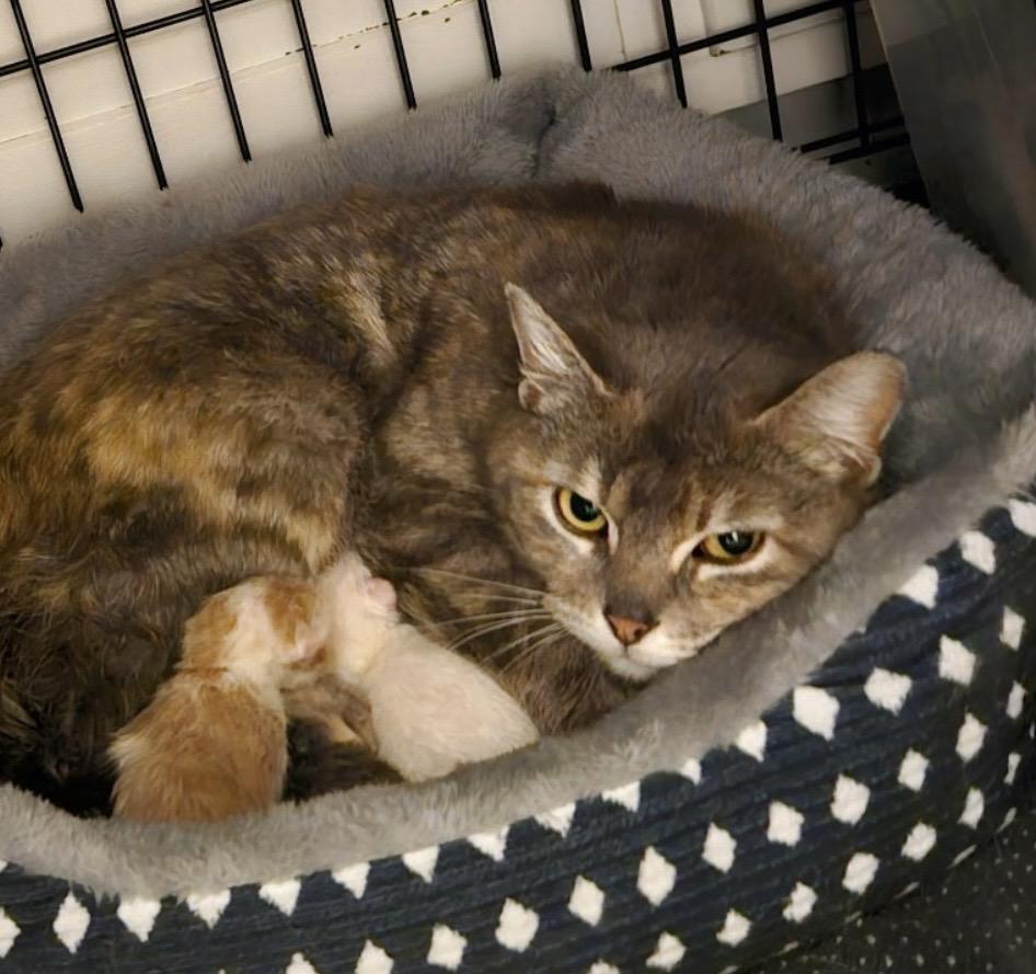 Enlarge Elizabeth , a ADOPTABLE Domestic Short Hair in Port Washington, WI image 2/3
