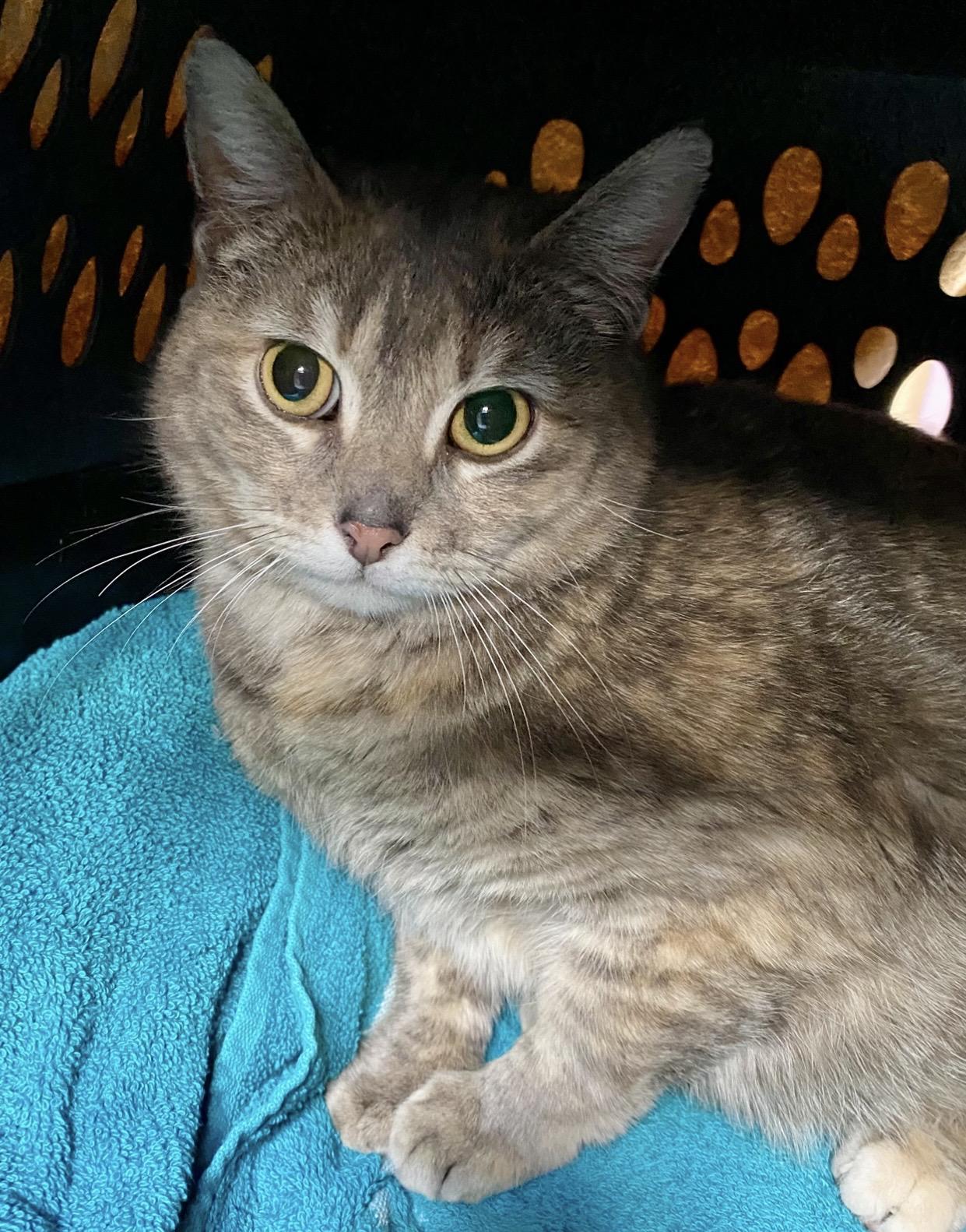 Enlarge Elizabeth , a ADOPTABLE Domestic Short Hair in Port Washington, WI image 1/3