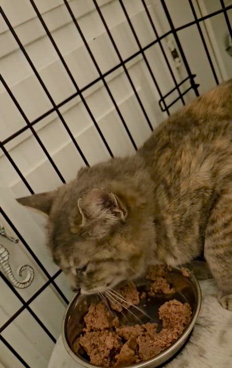 Enlarge Elizabeth , a ADOPTABLE Domestic Short Hair in Port Washington, WI video 3/3