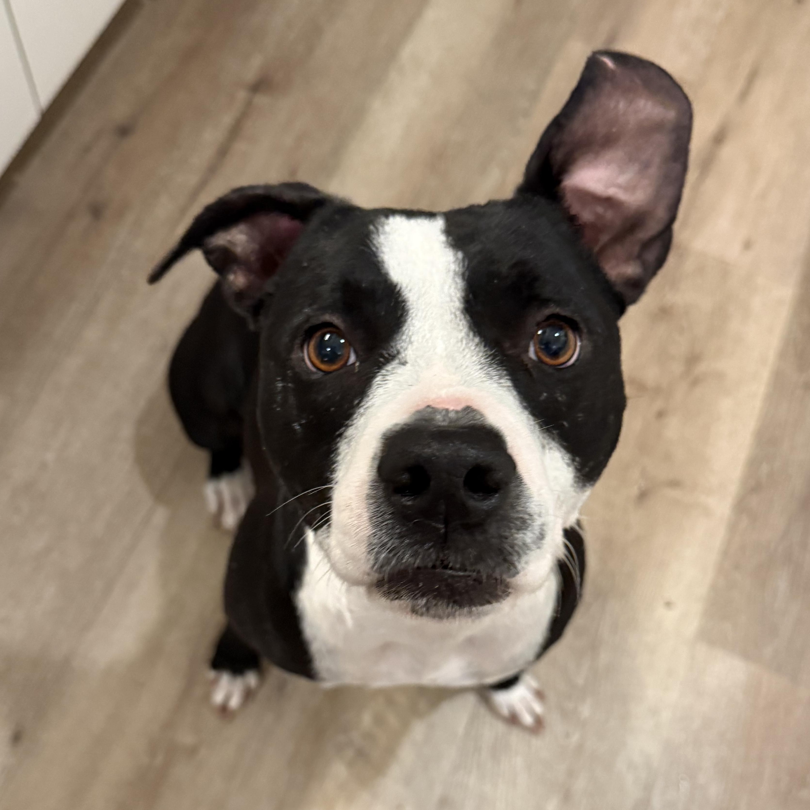 Blaise, Adoptable, Adult Female Pit Bull Terrier & Boxer.