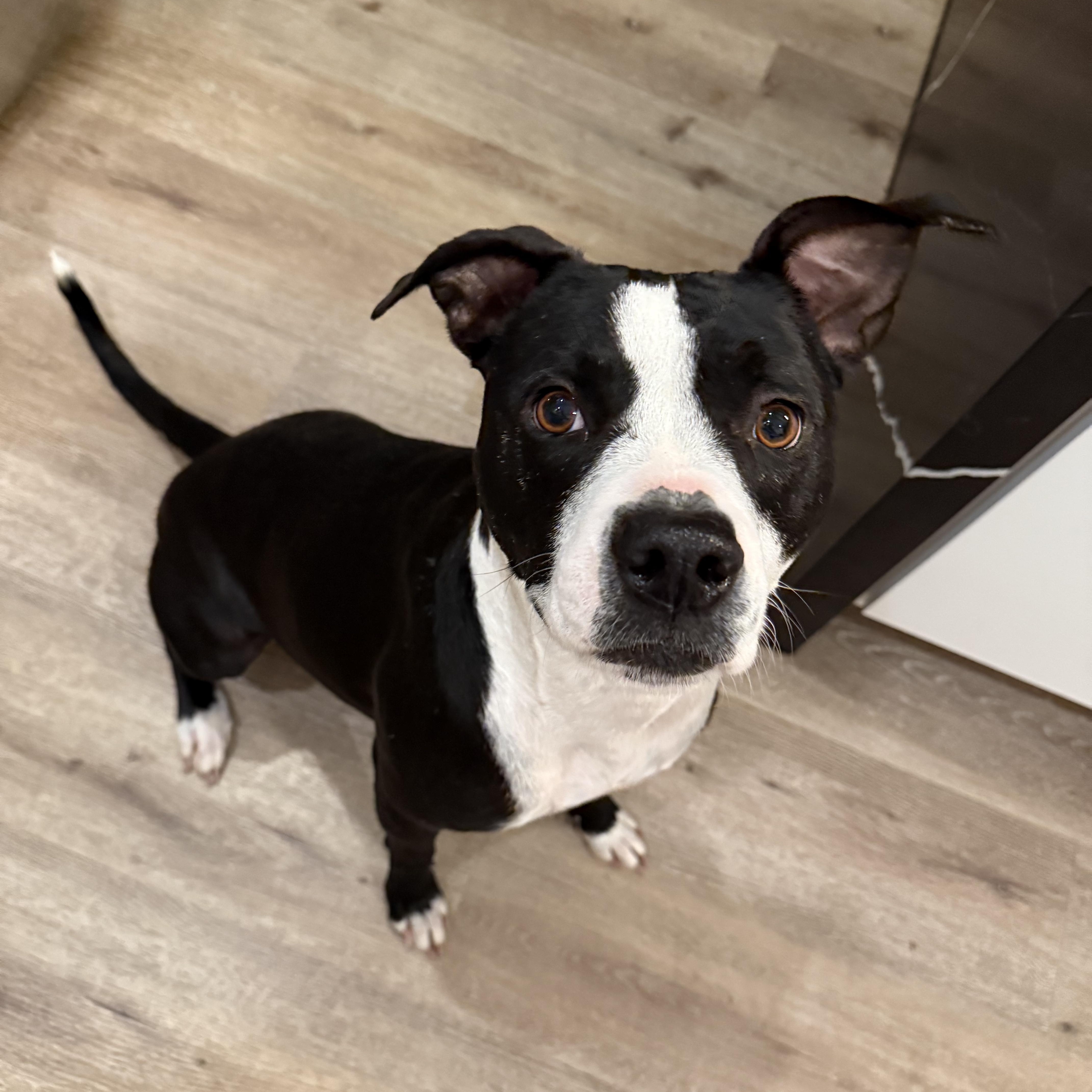 Blaise — thumbnail 2