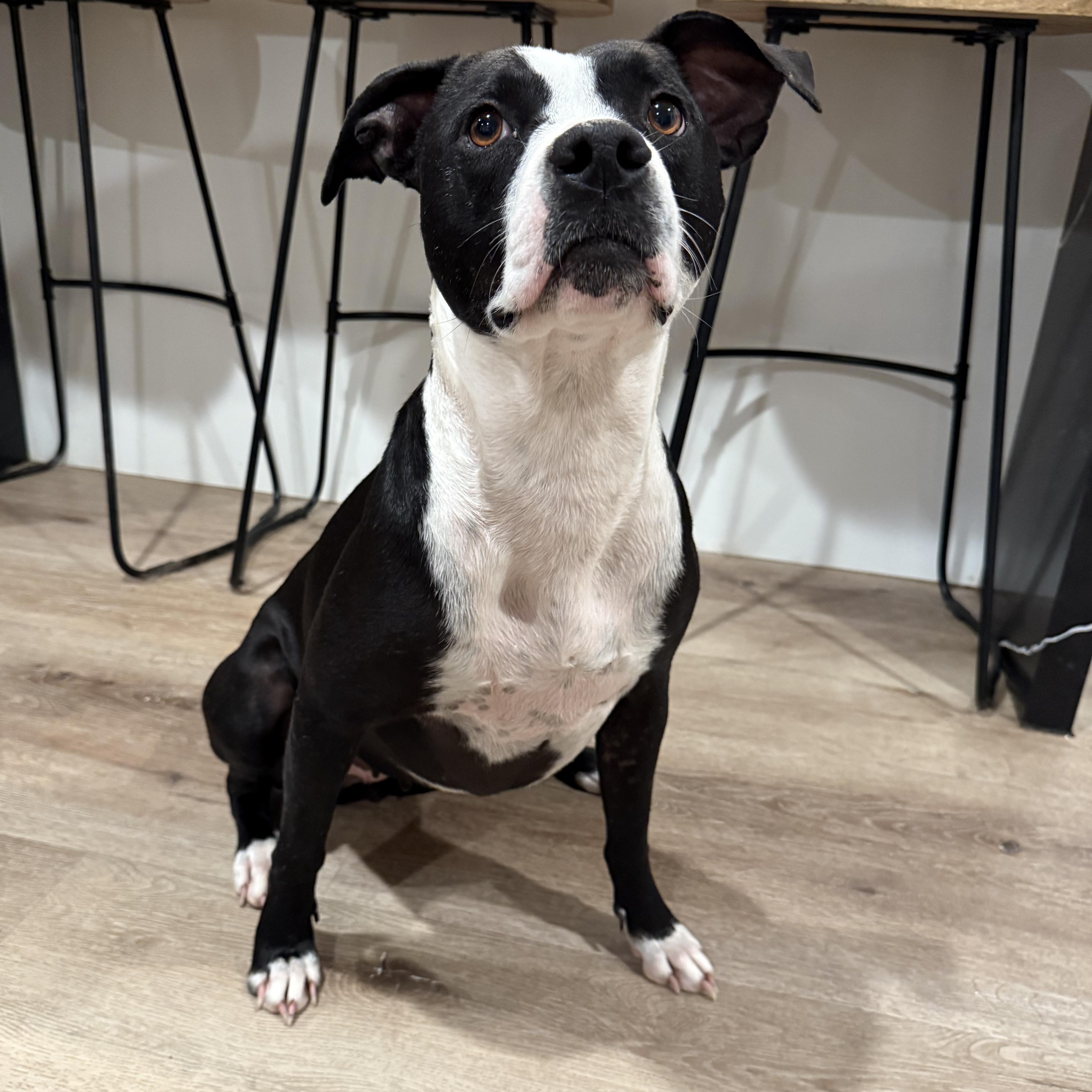 Blaise — thumbnail 3