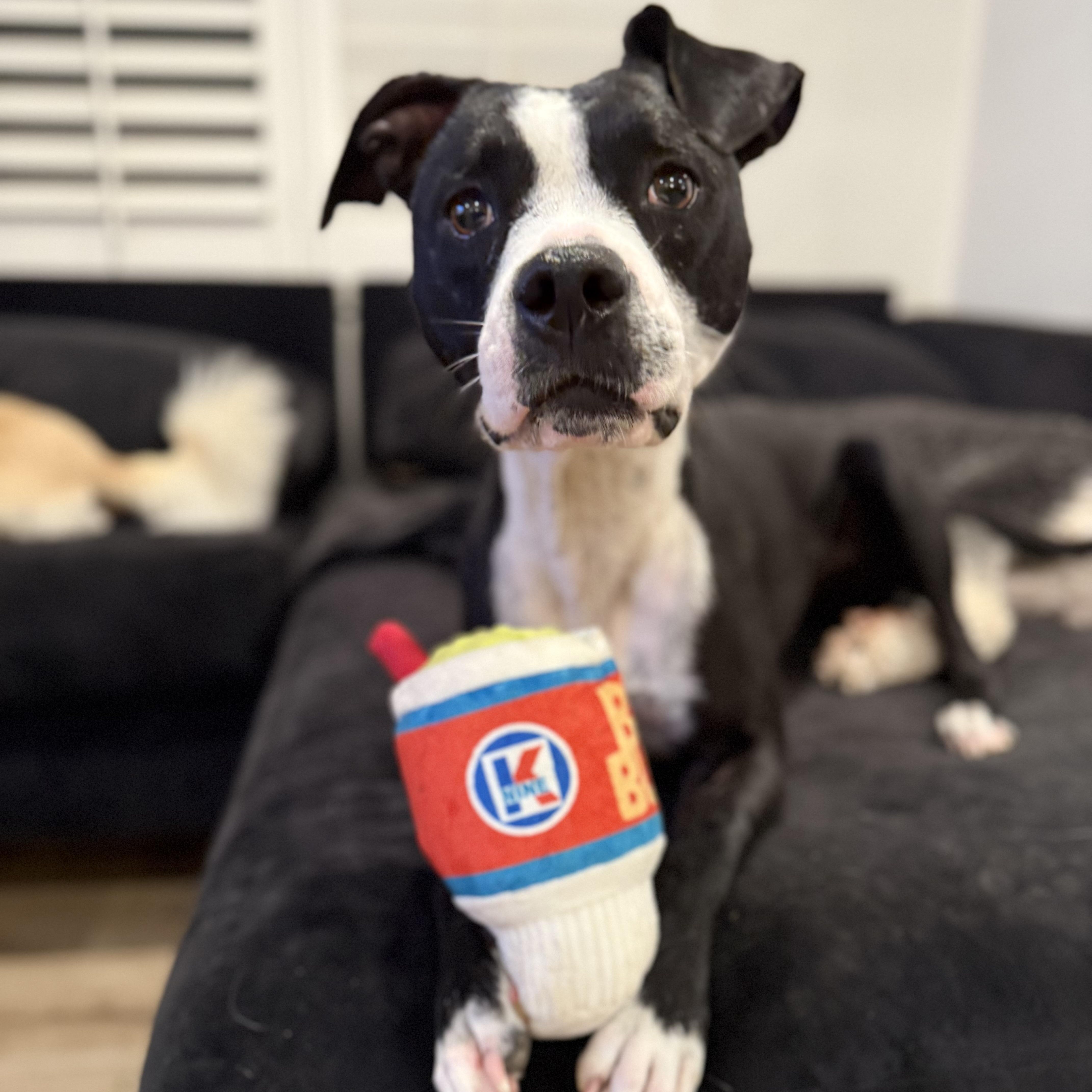 Blaise — thumbnail 4