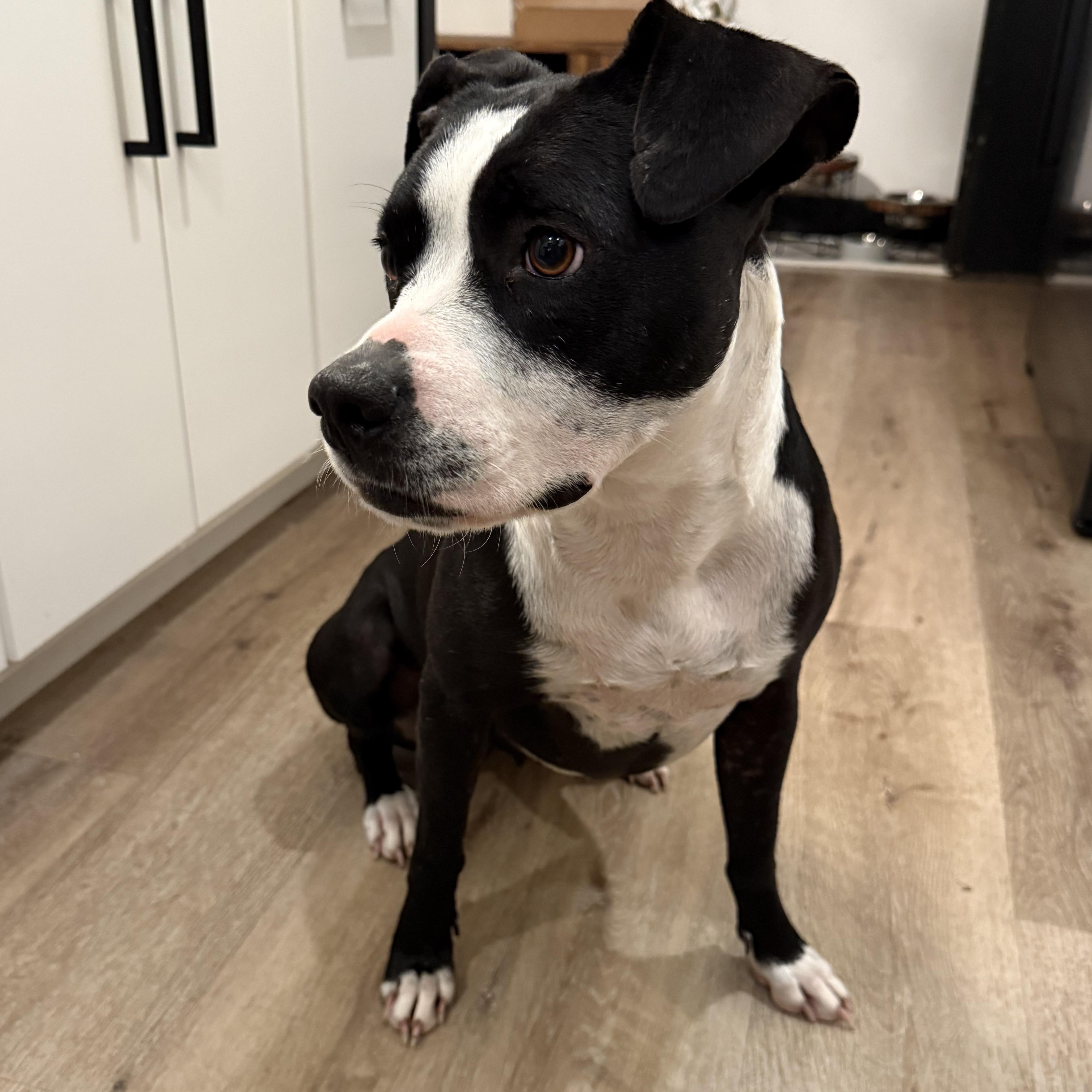 Blaise — thumbnail 5