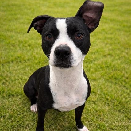 Enlarge Blaise, a Adoptable mixed breed in Torrance, CA image 1/6