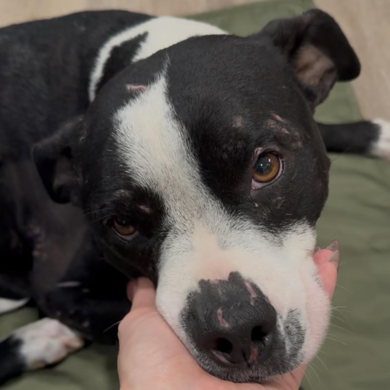 Blaise — thumbnail 6