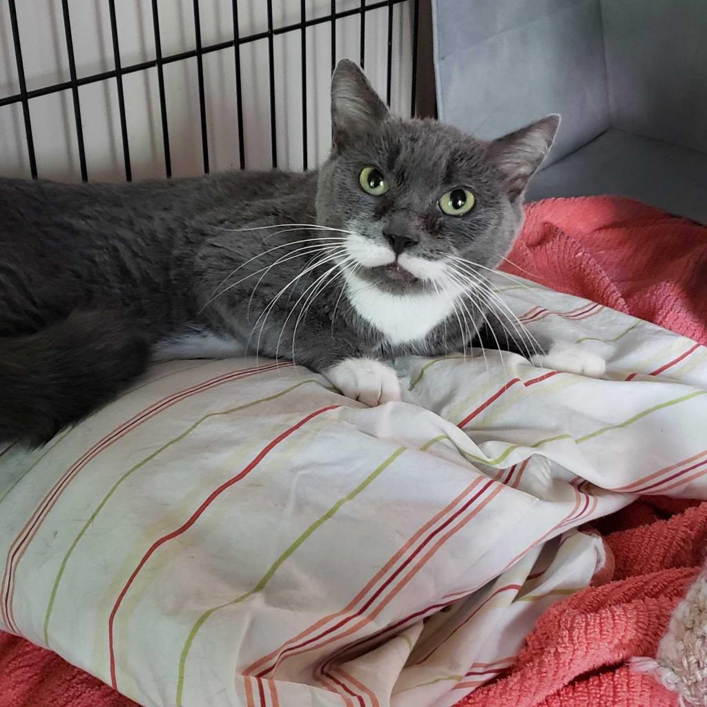 Salvadora, a Adoptable Domestic Short Hair in Bensalem, PA image 1/5
