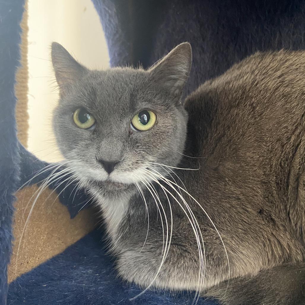 Salvadora, a Adoptable Domestic Short Hair in Bensalem, PA image 2/5