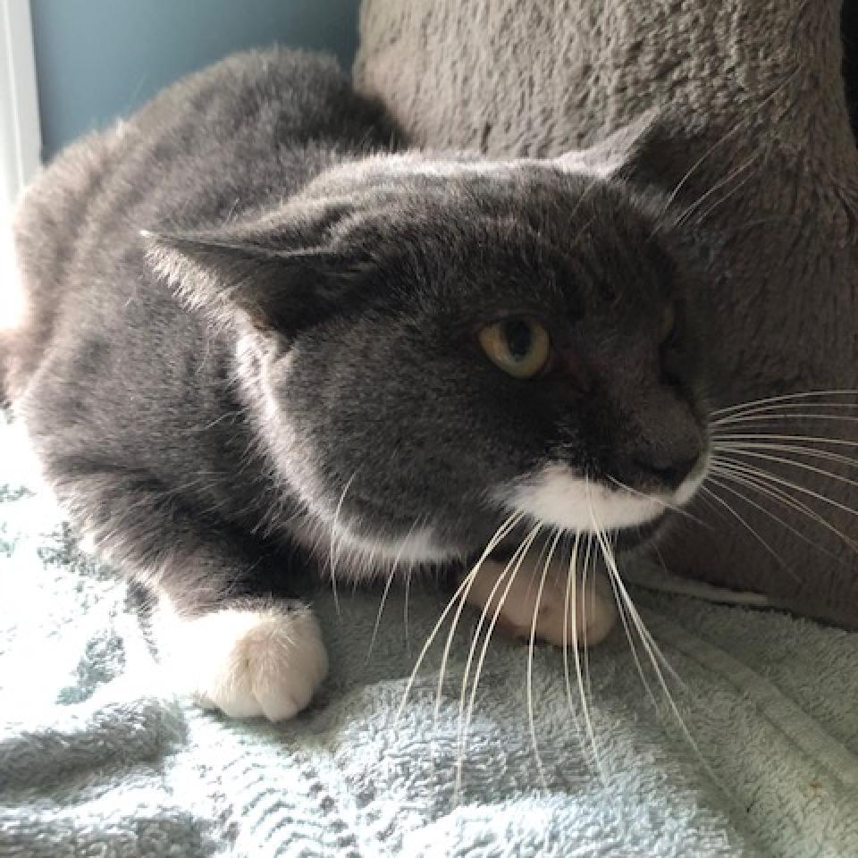 Salvadora, a Adoptable Domestic Short Hair in Bensalem, PA image 3/5