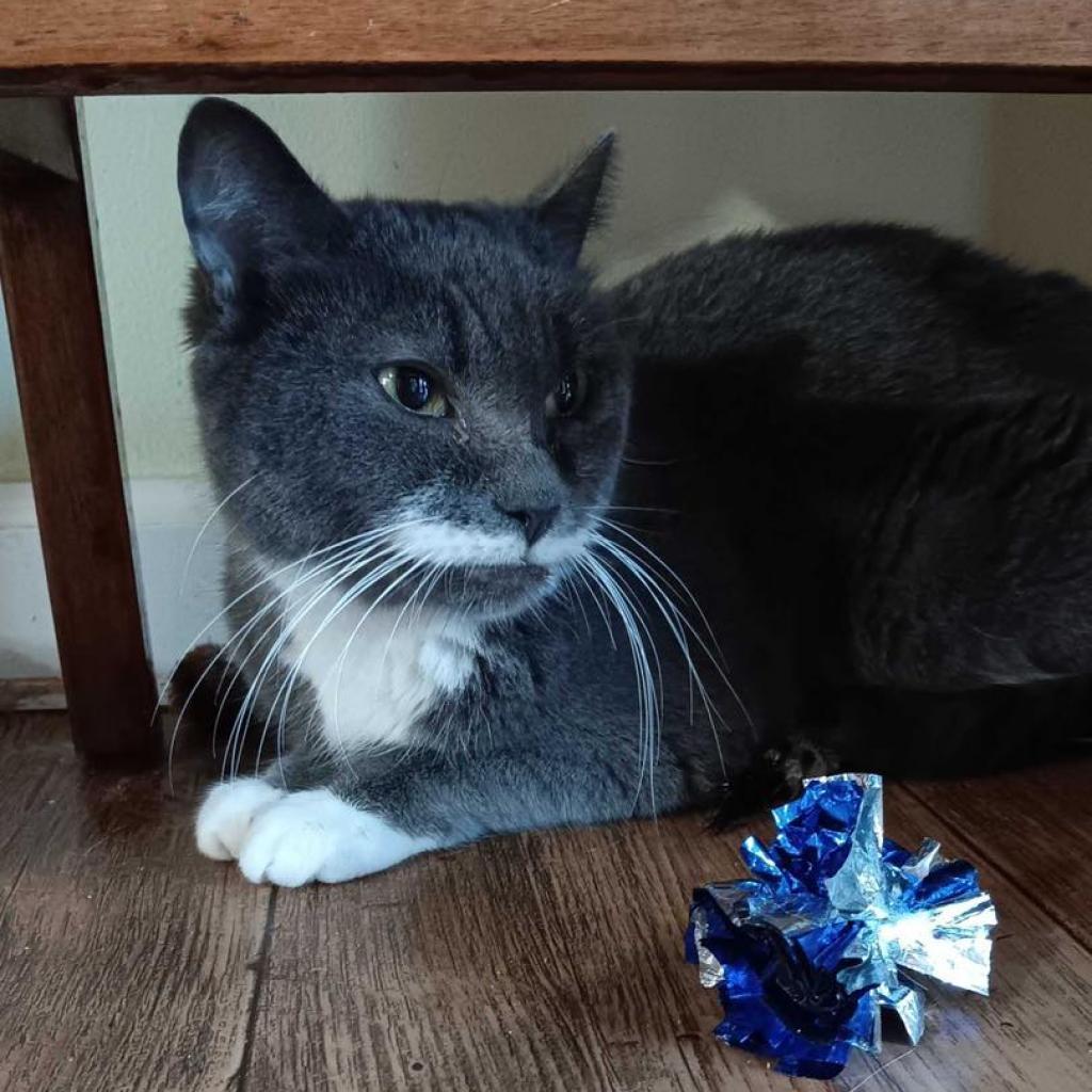 Salvadora, a Adoptable Domestic Short Hair in Bensalem, PA image 4/5