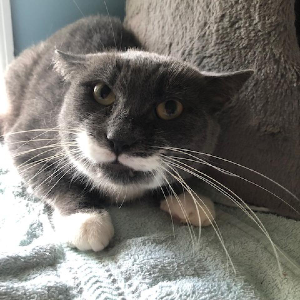 Salvadora, a Adoptable Domestic Short Hair in Bensalem, PA image 5/5