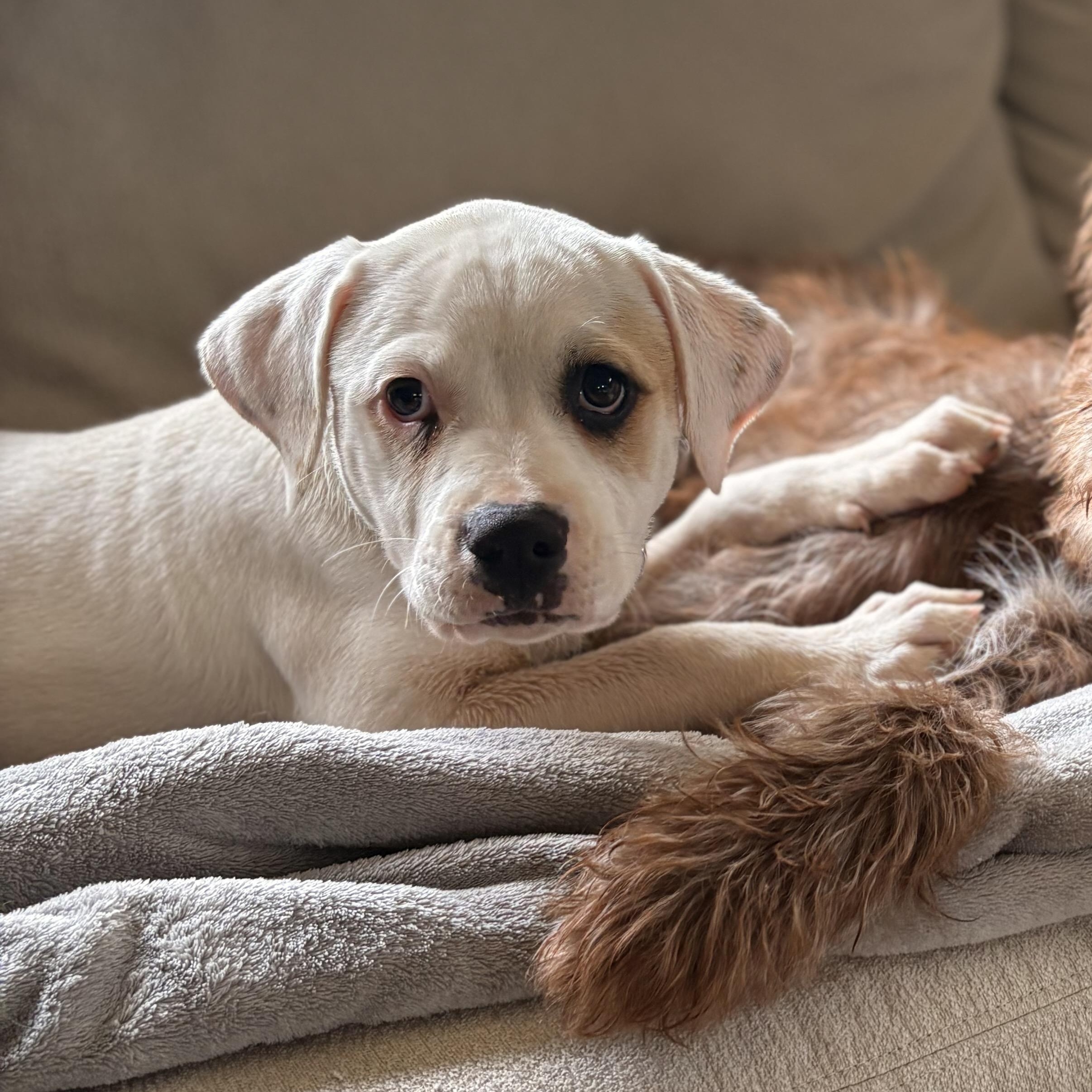 Enlarge Faith, a ADOPTABLE mixed breed in Hillsdale, NY image 1/4