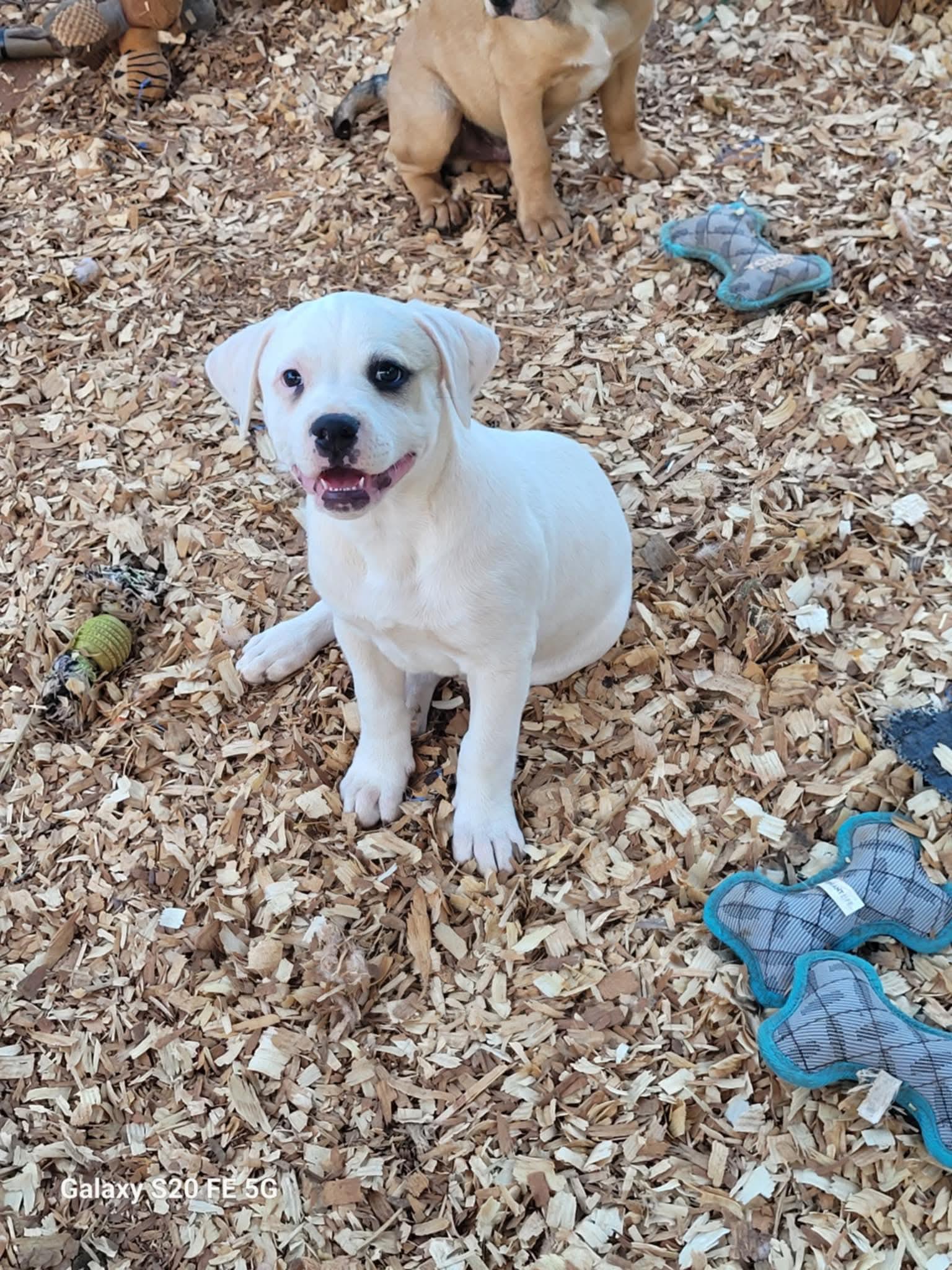 Enlarge Faith, a ADOPTABLE mixed breed in Hillsdale, NY image 4/4