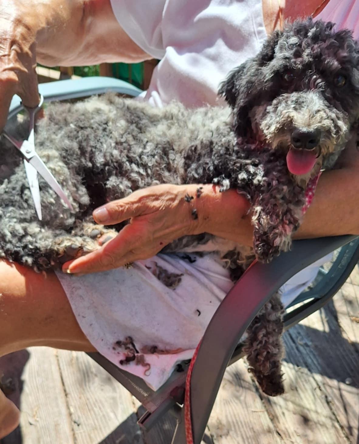 Koal, a Adoptable Poodle in Schenectady, NY image 2/3