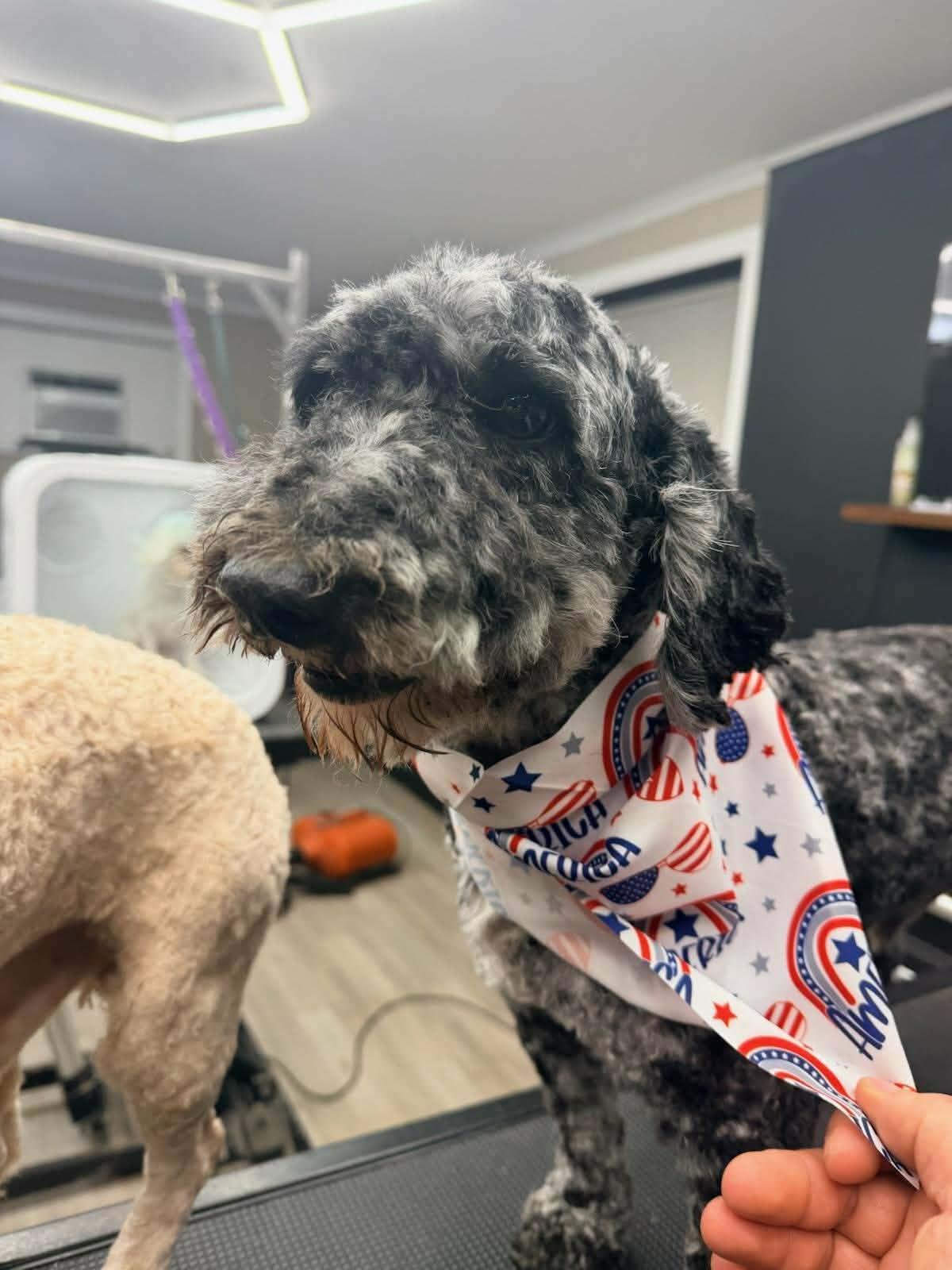 Koal, a Adoptable Poodle in Schenectady, NY image 3/3