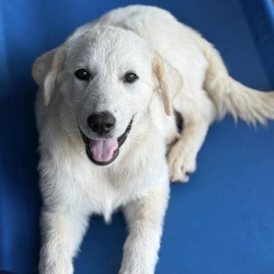 Flo, adopted, Puppy Female Labrador Retriever & Great Pyrenees.