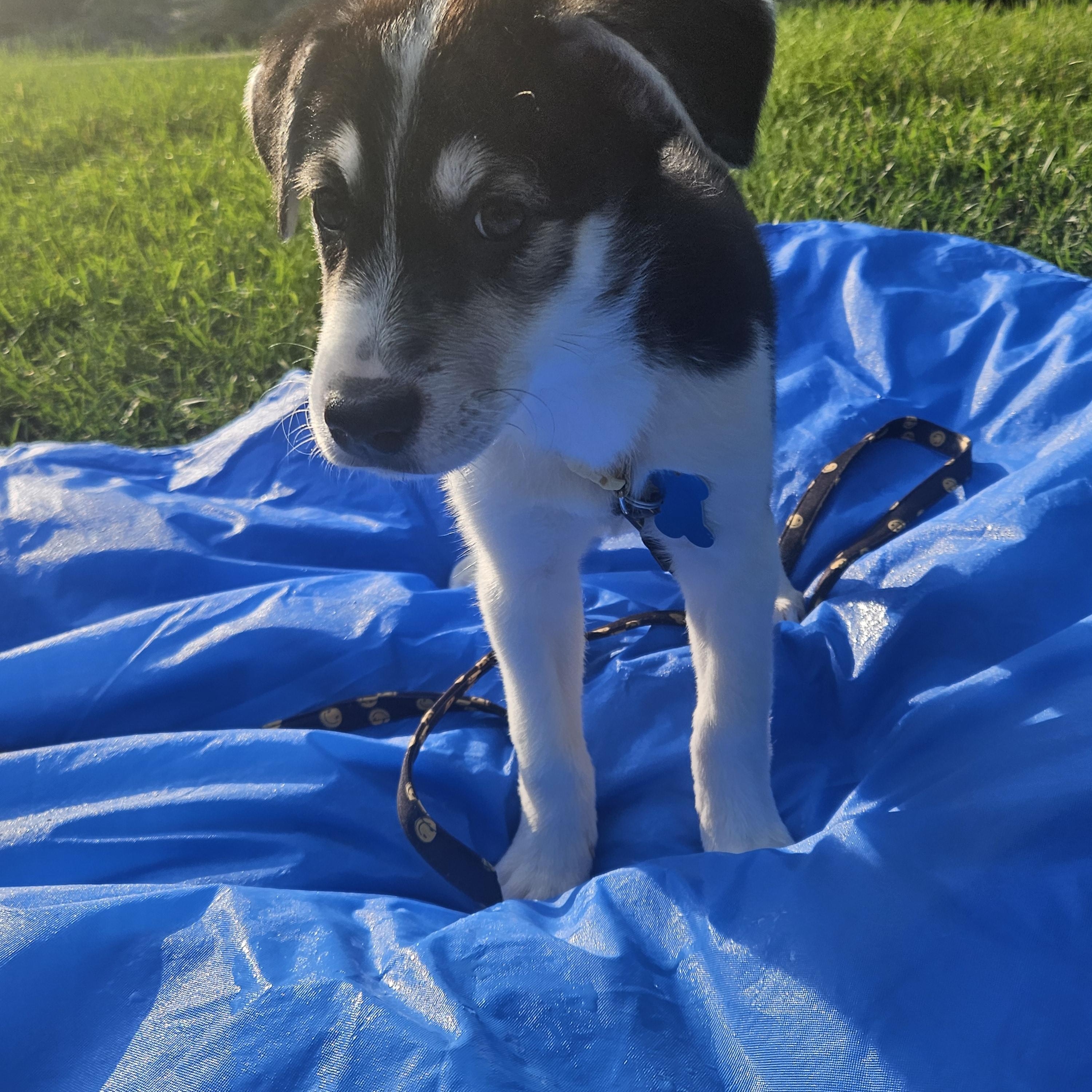 Orla
