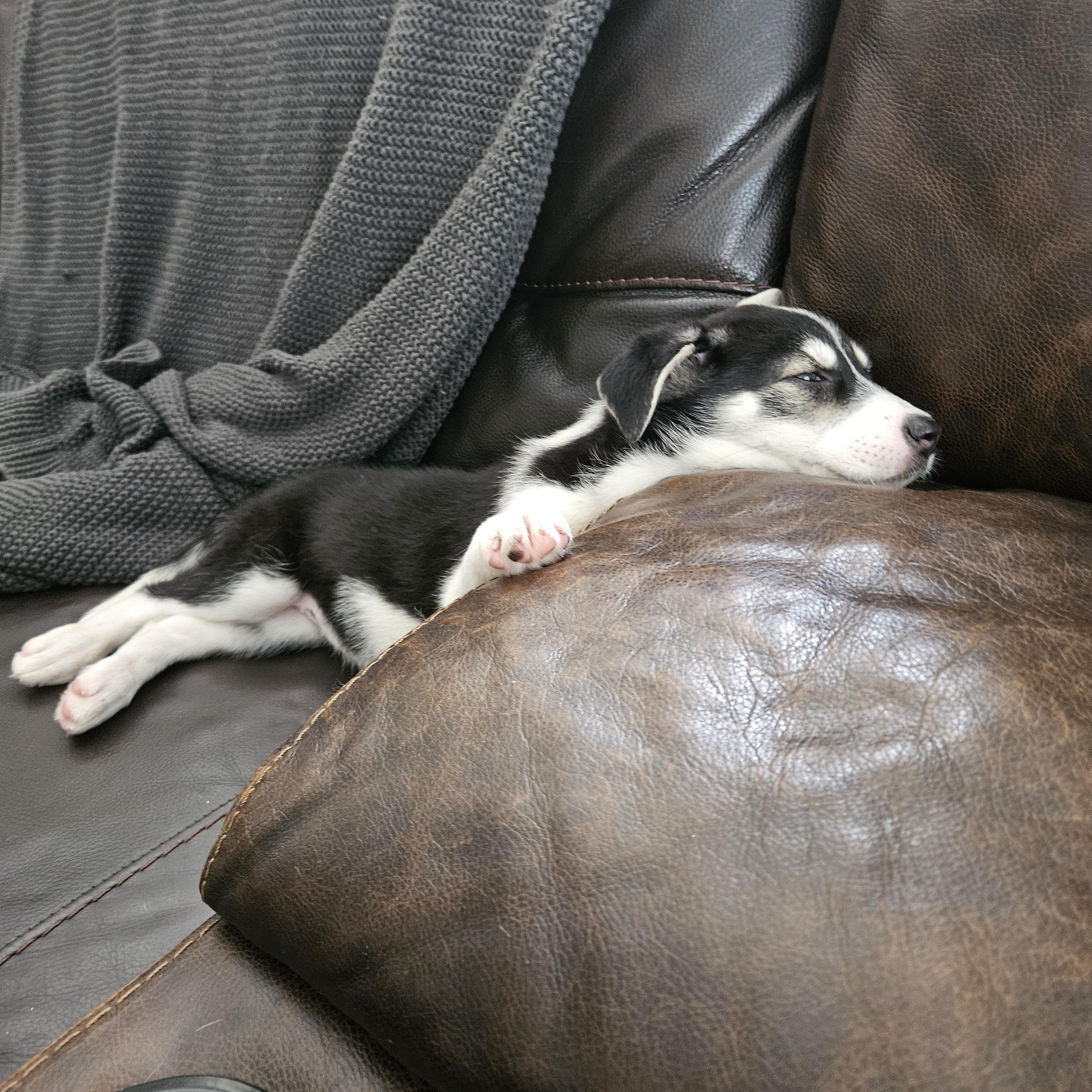 Orla