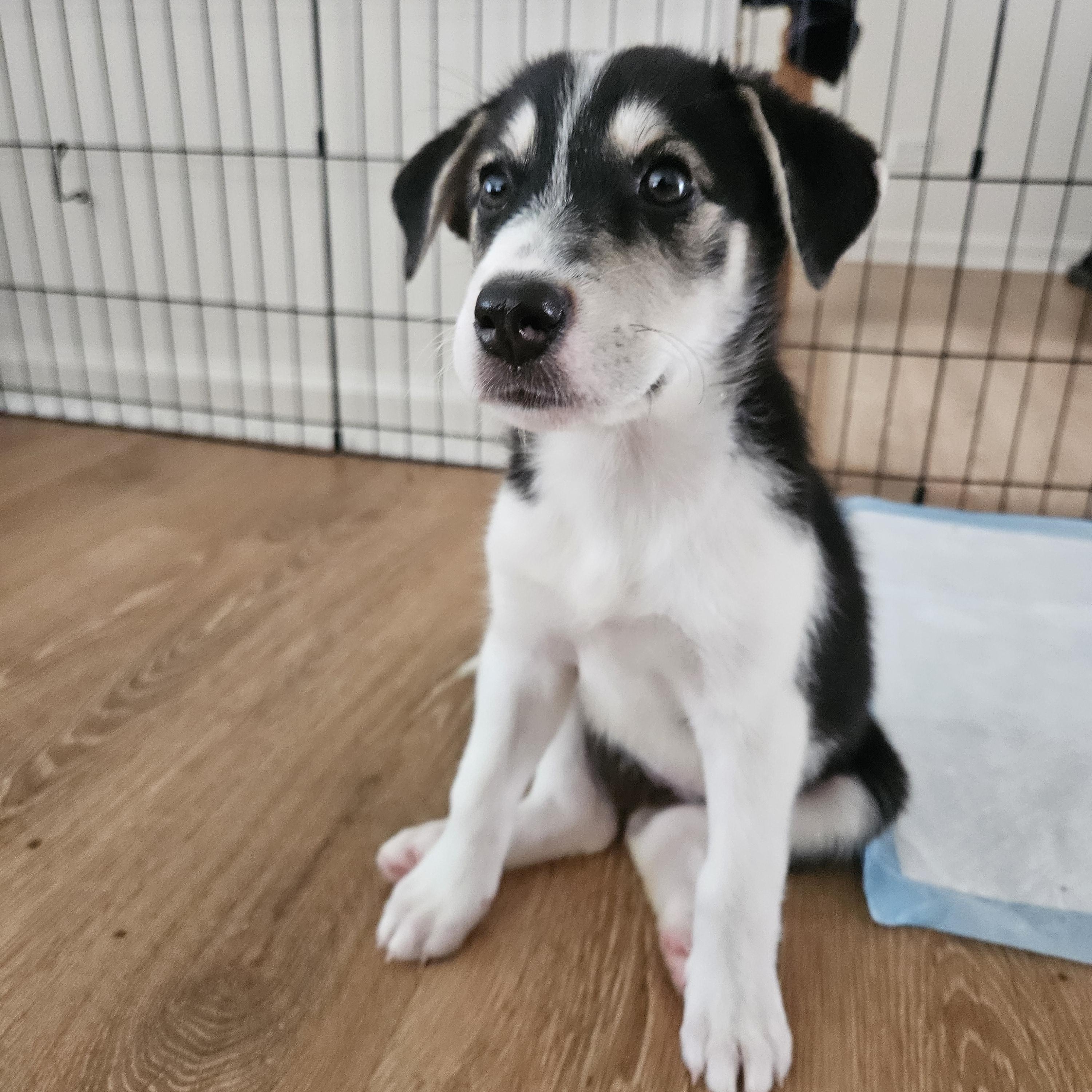 Orla