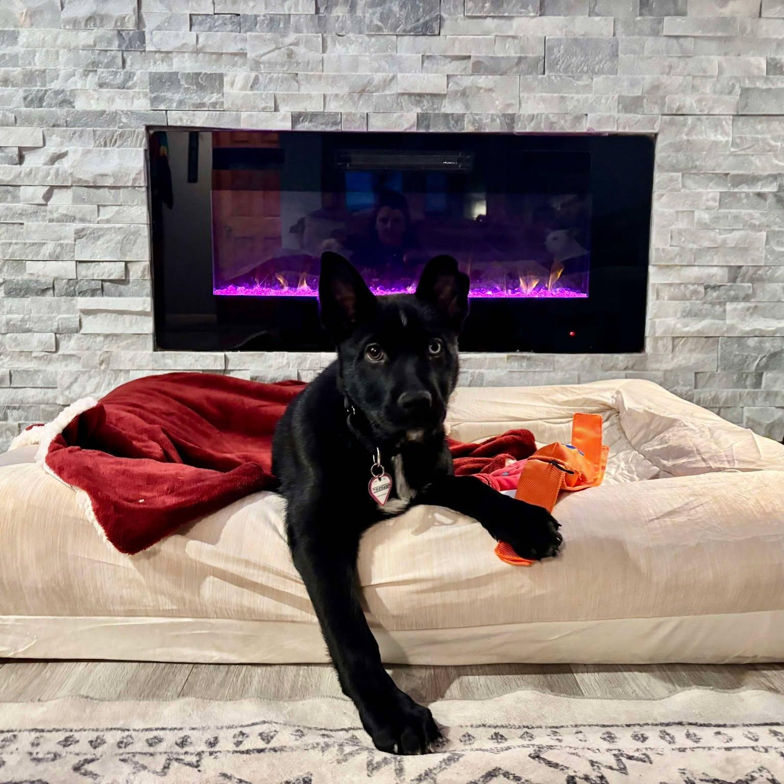 Emilia, Adopted, Puppy Female Shepherd.