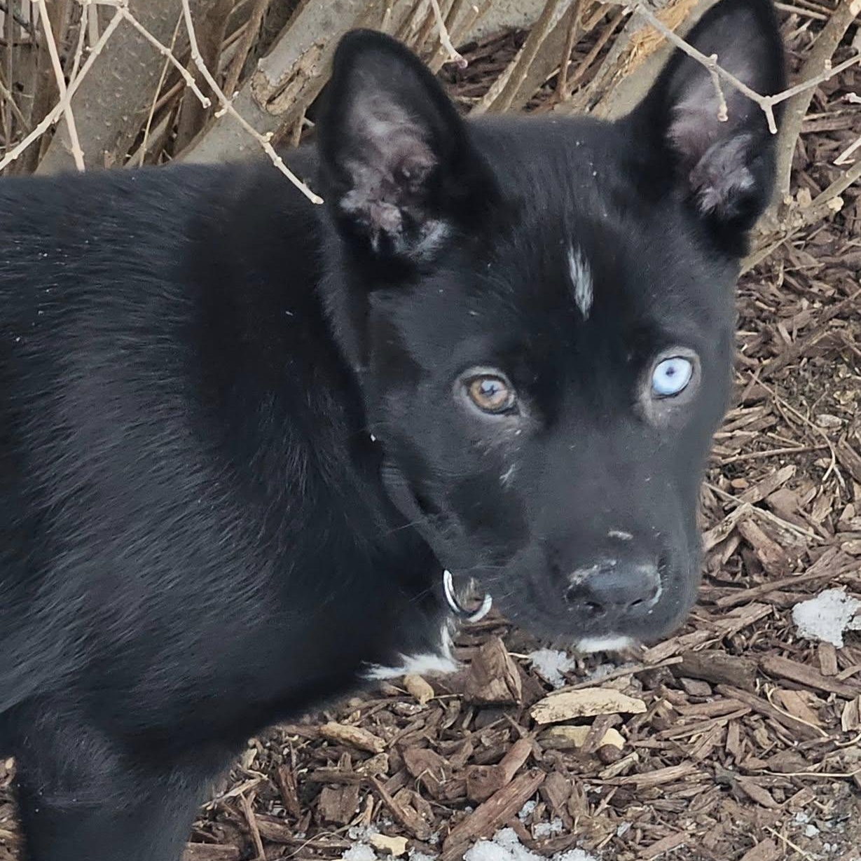 Enlarge Emilia, a Adopted mixed breed in Plainfield, IL image 2/6