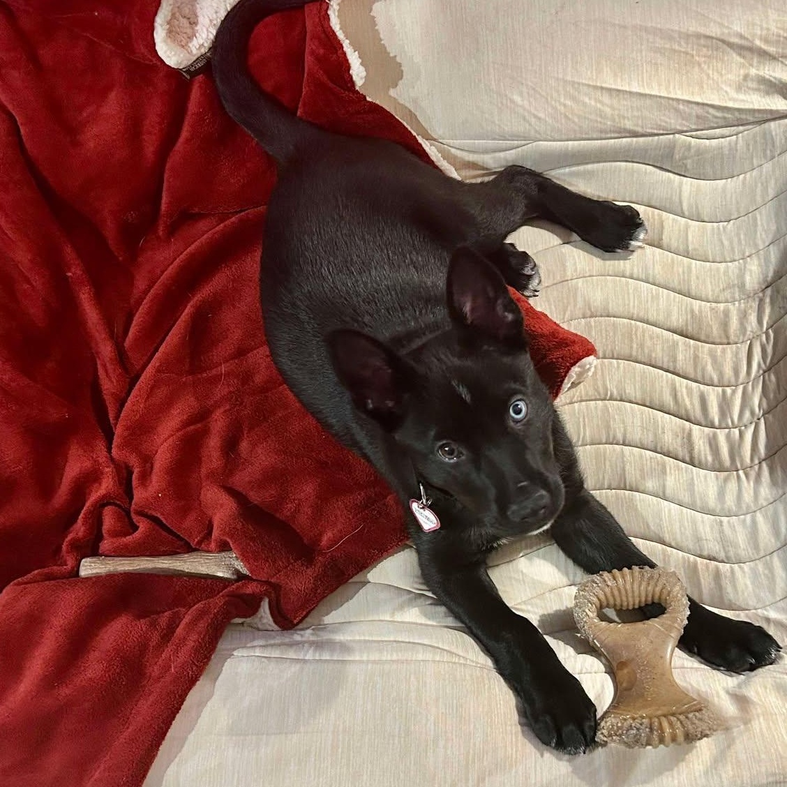 Enlarge Emilia, a Adopted mixed breed in Plainfield, IL image 3/6