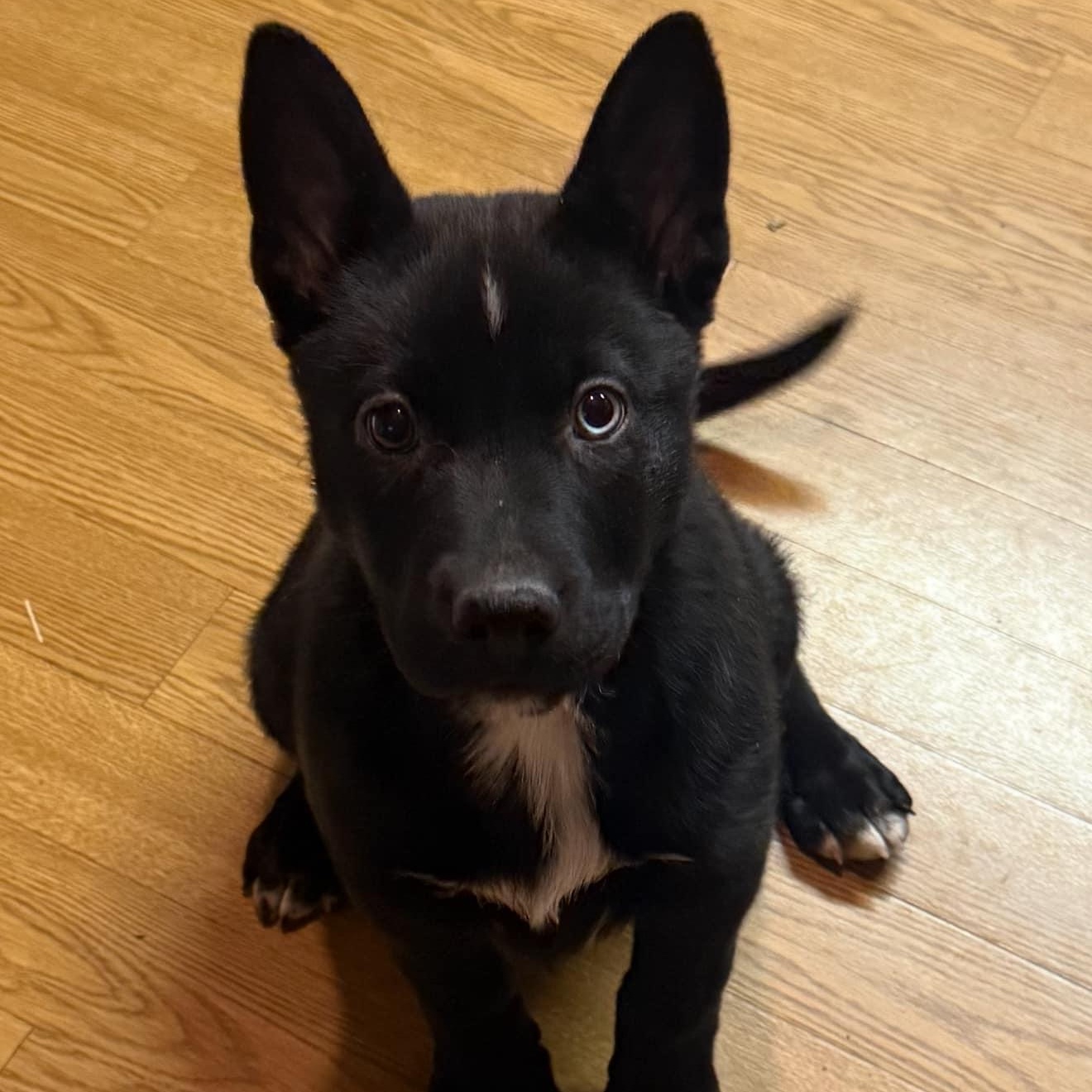 Enlarge Emilia, a Adopted mixed breed in Plainfield, IL image 4/6