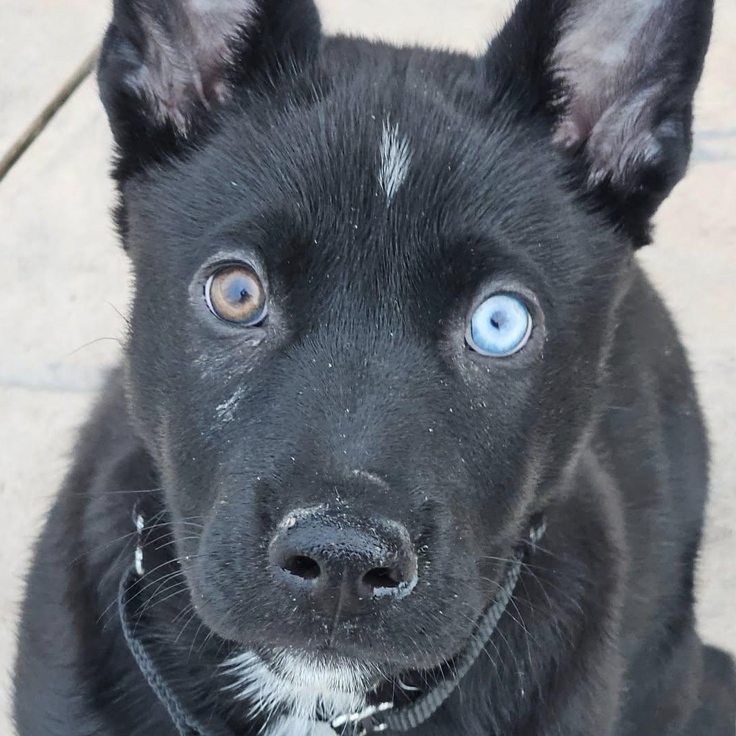 Enlarge Emilia, a Adopted mixed breed in Plainfield, IL image 5/6