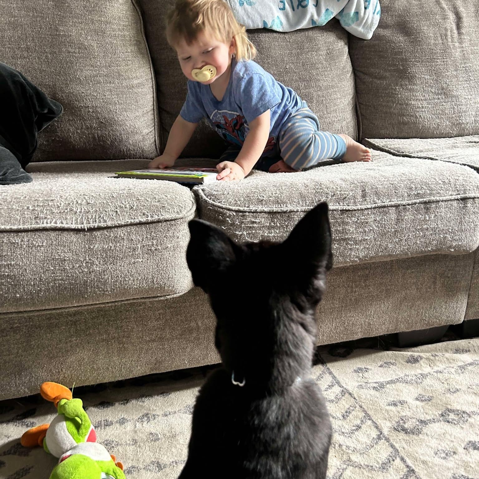 Enlarge Emilia, a Adopted mixed breed in Plainfield, IL image 6/6