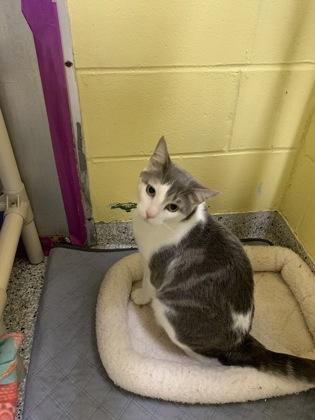 Corky, Adoptable, Adult Male Domestic Short Hair & Domestic Short Hair.