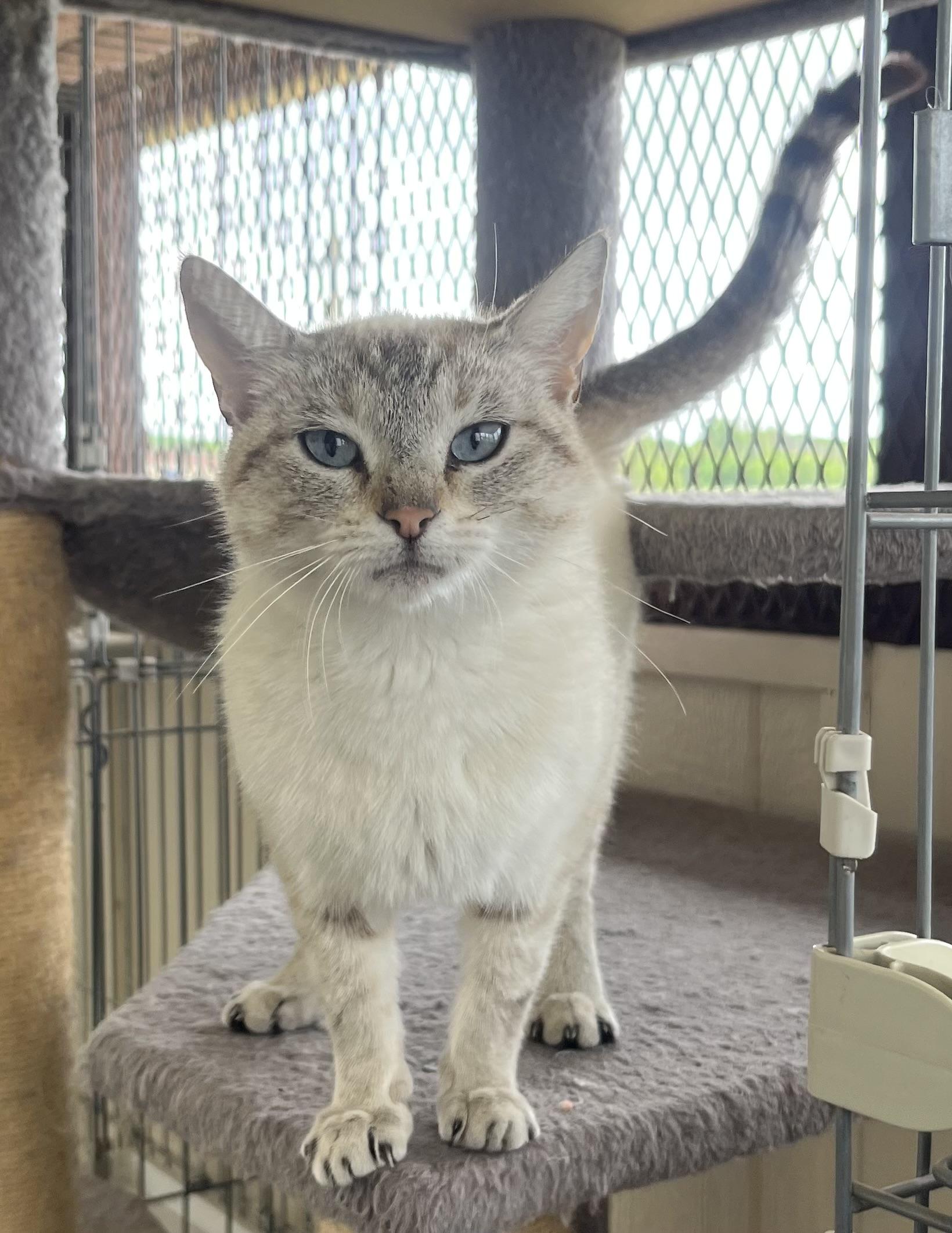 Enlarge Chynna, an adopted mixed breed in Hillsboro, TX image 4/5