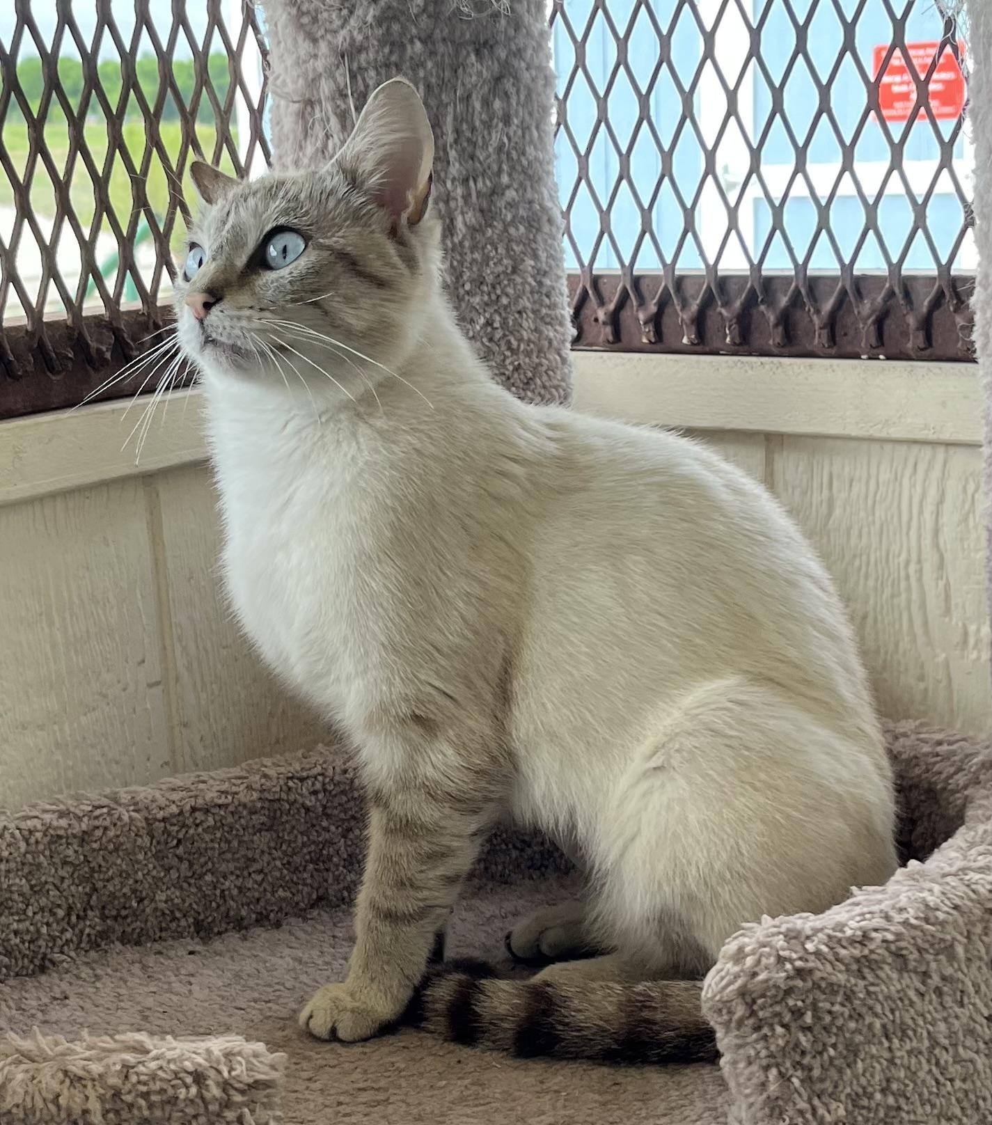 Enlarge Chynna, an adopted mixed breed in Hillsboro, TX image 1/5
