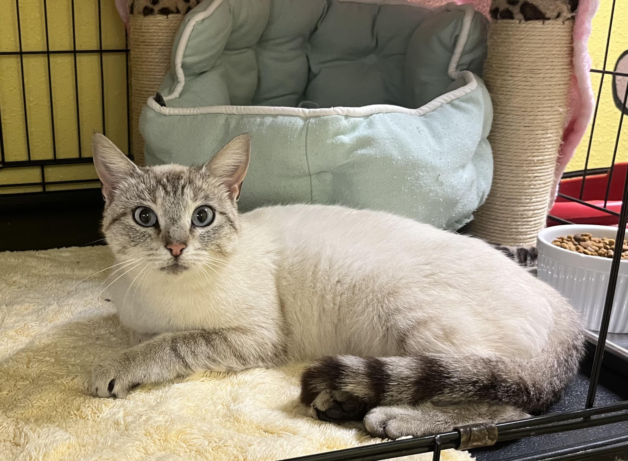 Enlarge Chynna, an adopted mixed breed in Hillsboro, TX image 2/5