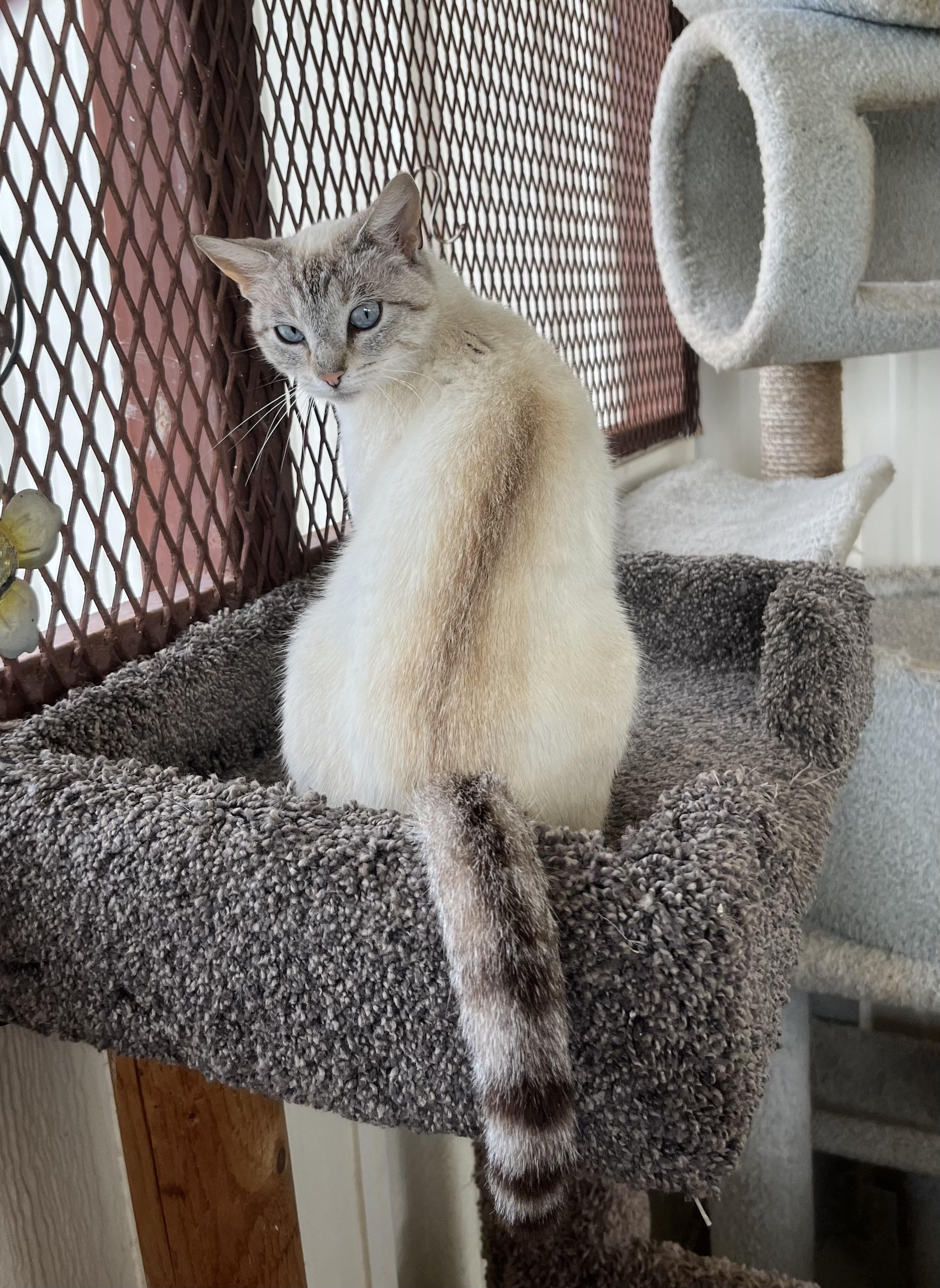 Enlarge Chynna, an adopted mixed breed in Hillsboro, TX image 3/5