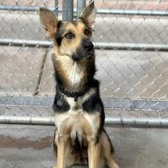 Enlarge Marsha, an adopted mixed breed in Green Valley, AZ image 1/1