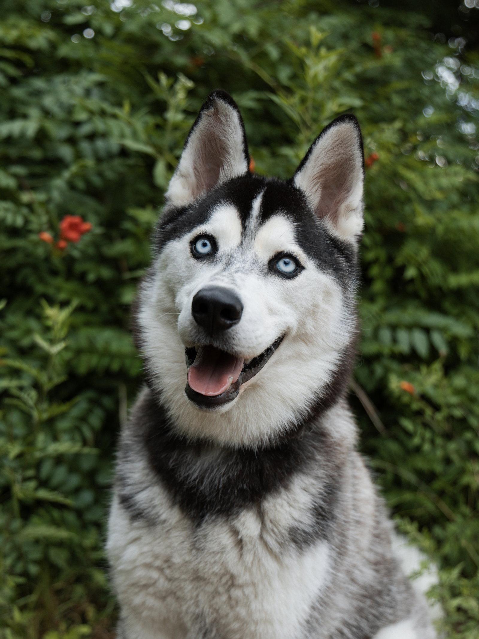 Enlarge Vogue *Foster Needed*, a Adoptable Siberian Husky in Carrollton, TX image 1/3