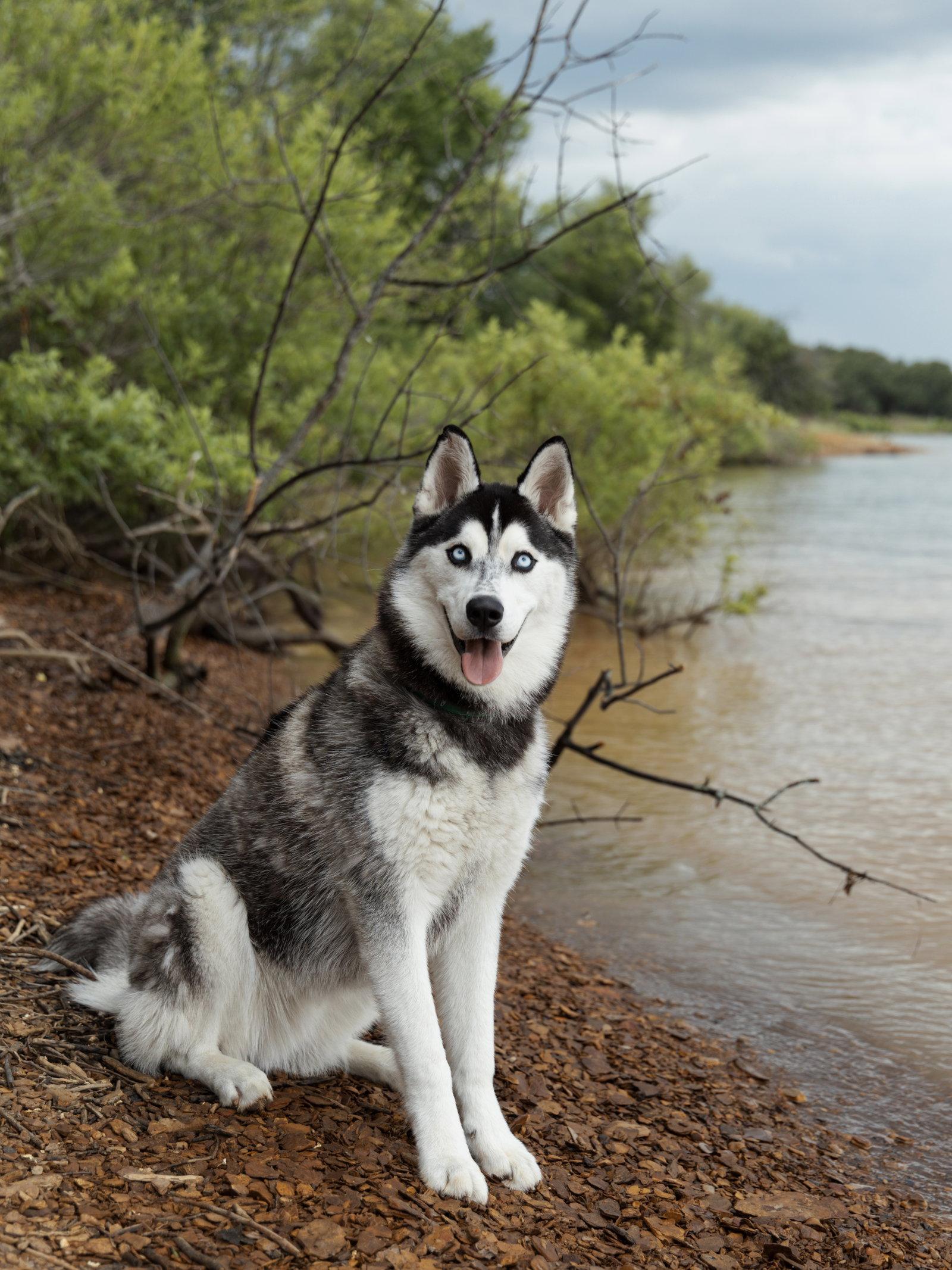 Enlarge Vogue *Foster Needed*, a Adoptable Siberian Husky in Carrollton, TX image 2/3