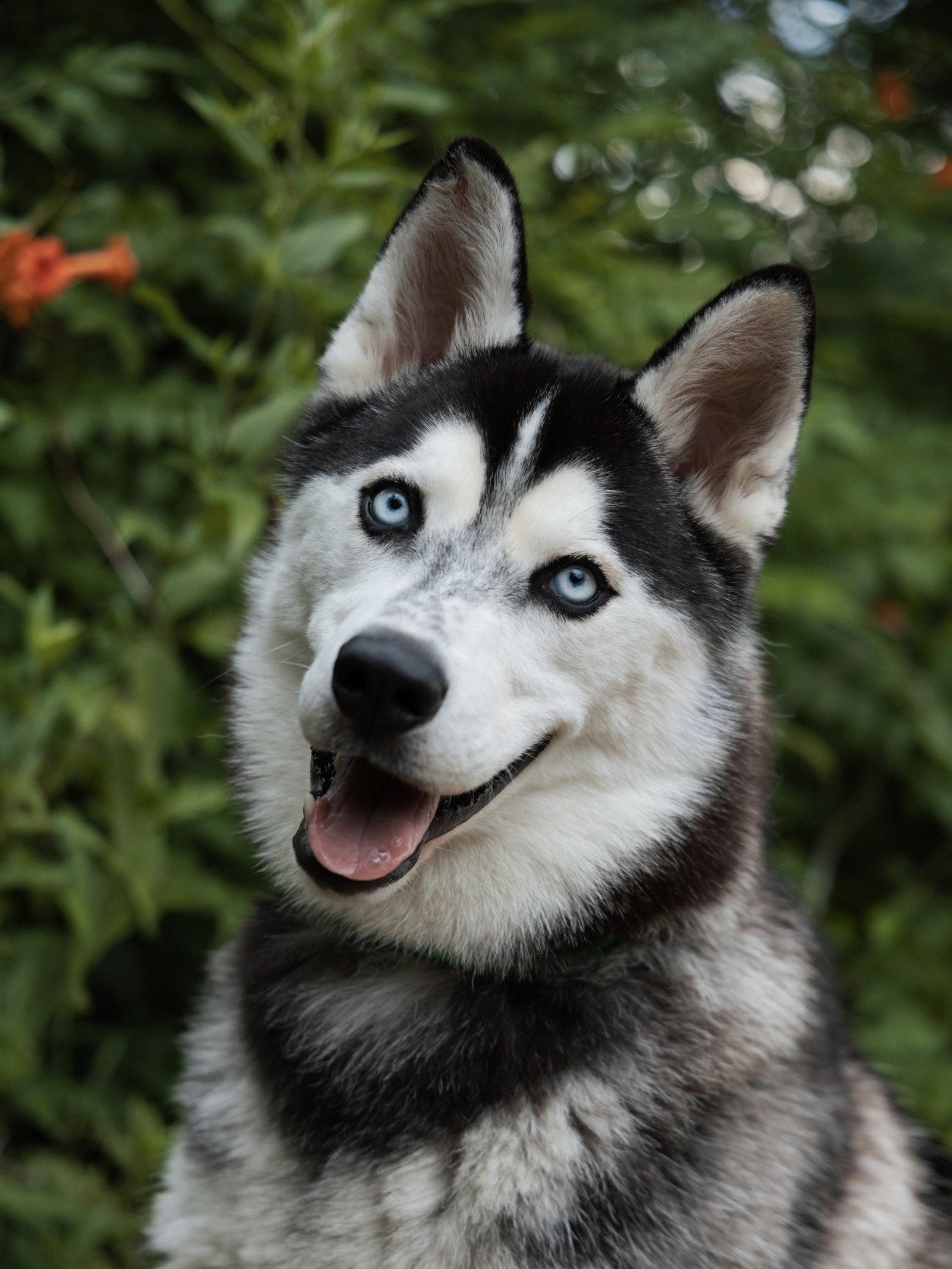 Enlarge Vogue *Foster Needed*, a Adoptable Siberian Husky in Carrollton, TX image 3/3