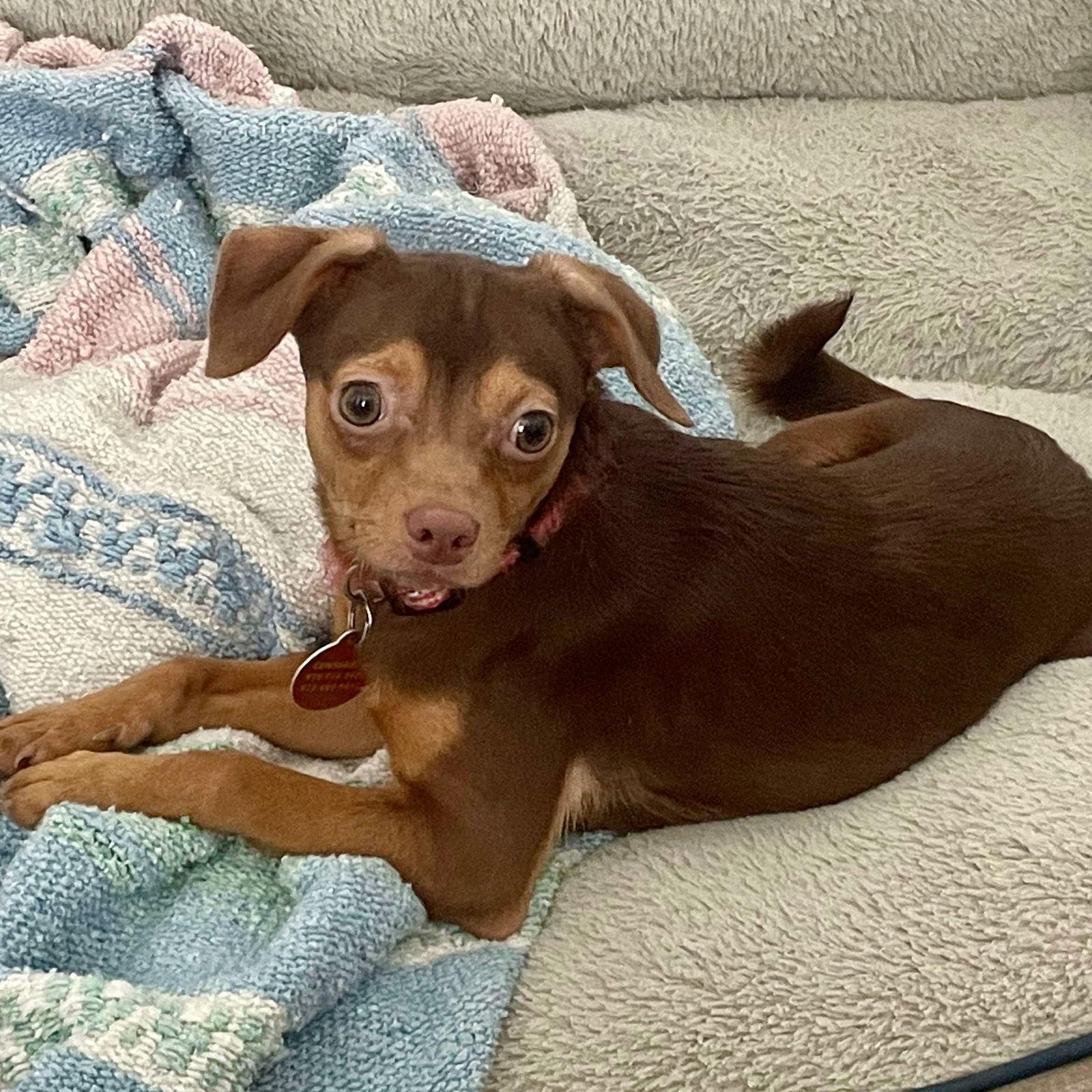 Newton, Adoptable, Young Male Chihuahua.