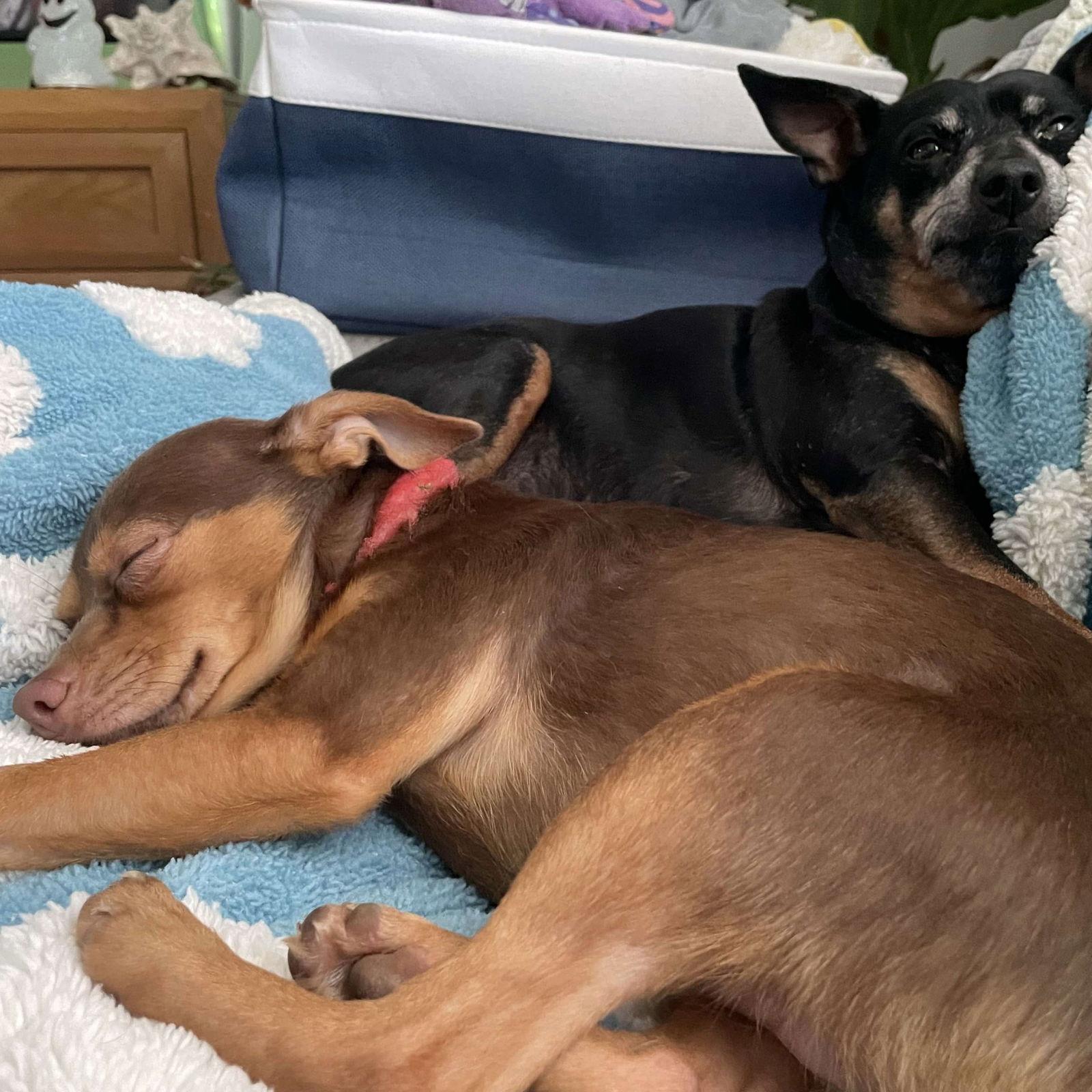 Enlarge Newton, a Adoptable Chihuahua in Wilmington, NC image 2/3