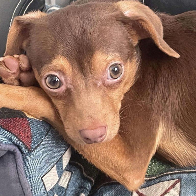 Enlarge Newton, a Adoptable Chihuahua in Wilmington, NC image 3/3