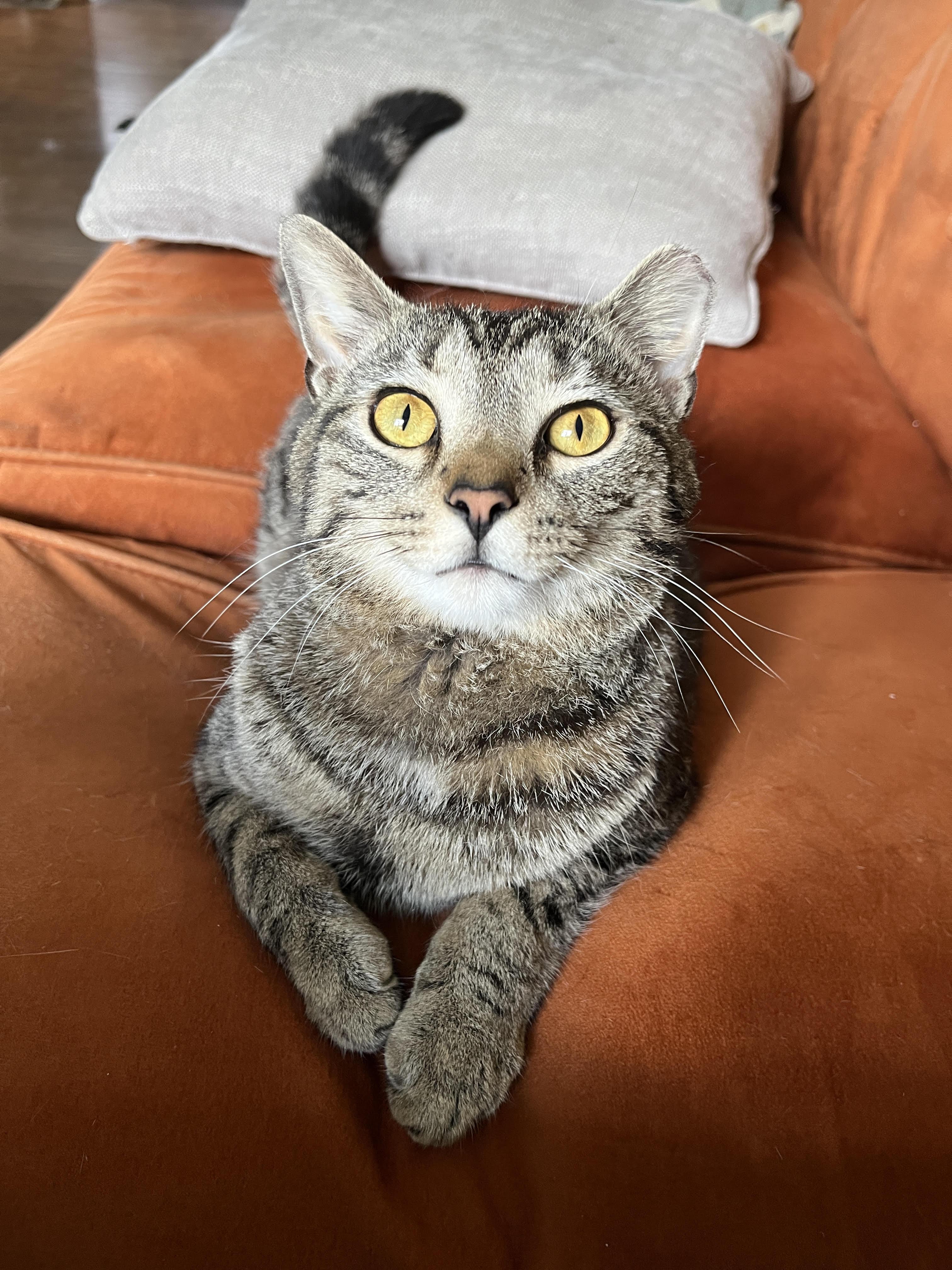 Yasha, ADOPTABLE, Young Male Domestic Short Hair.
